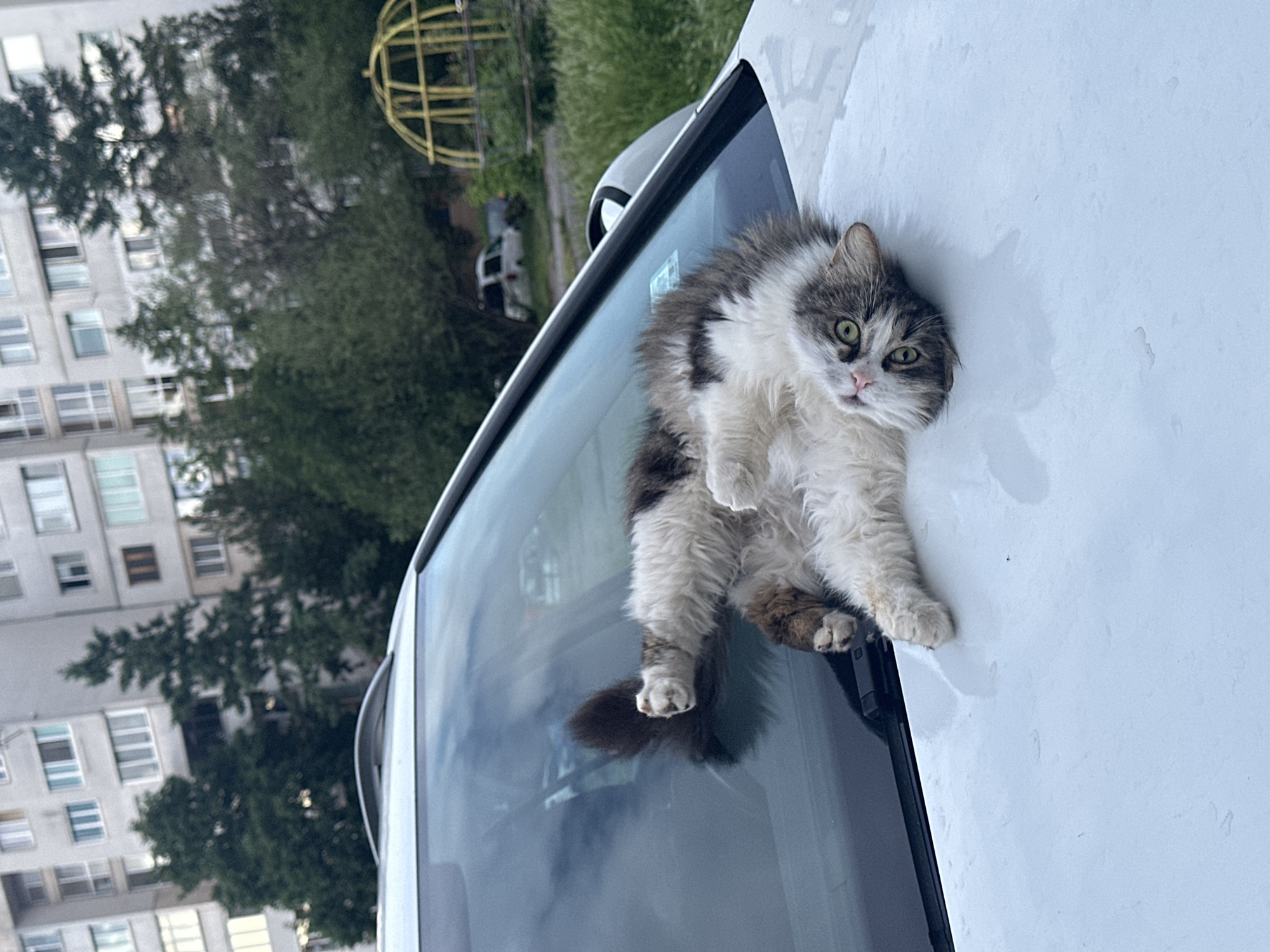 Sofia residents document cats, flowers and daily life