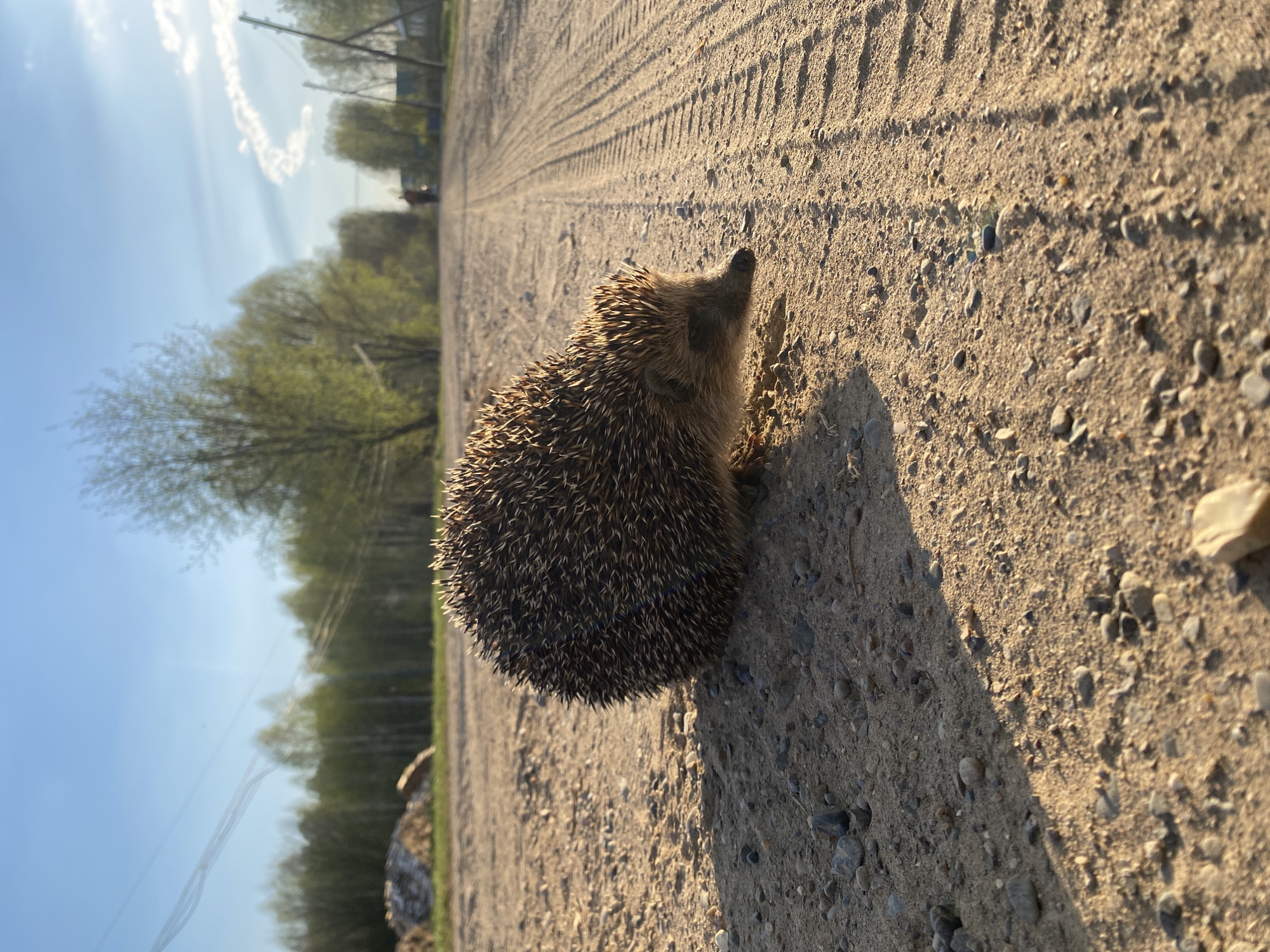 Hedgehog spotted on dirt road in rural Russia