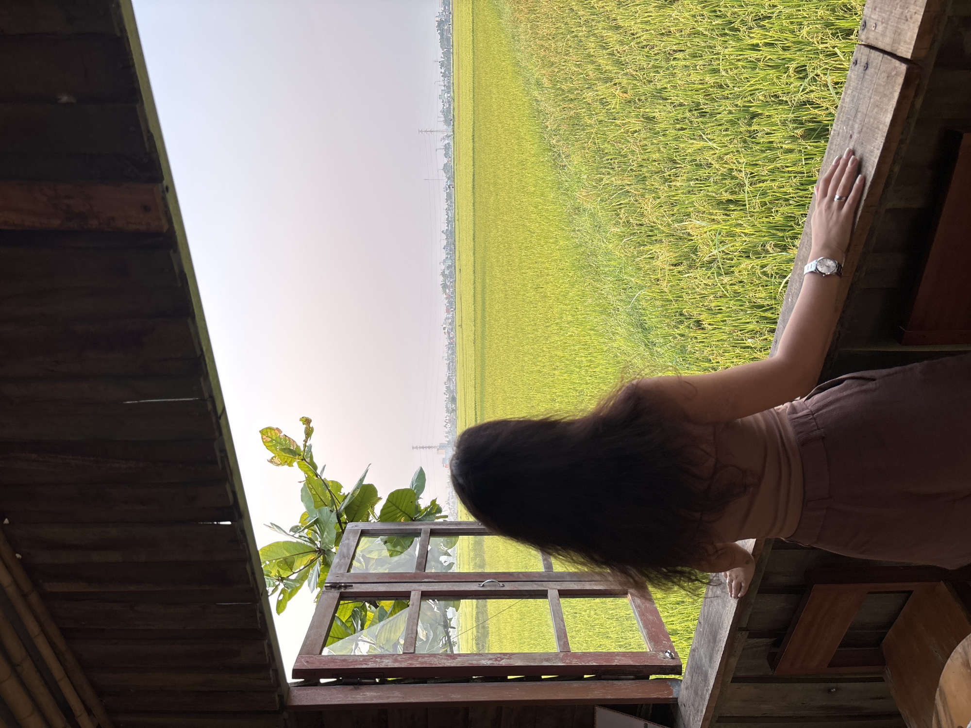 Woman observes rice paddies nearing harvest from Da Nang balcony