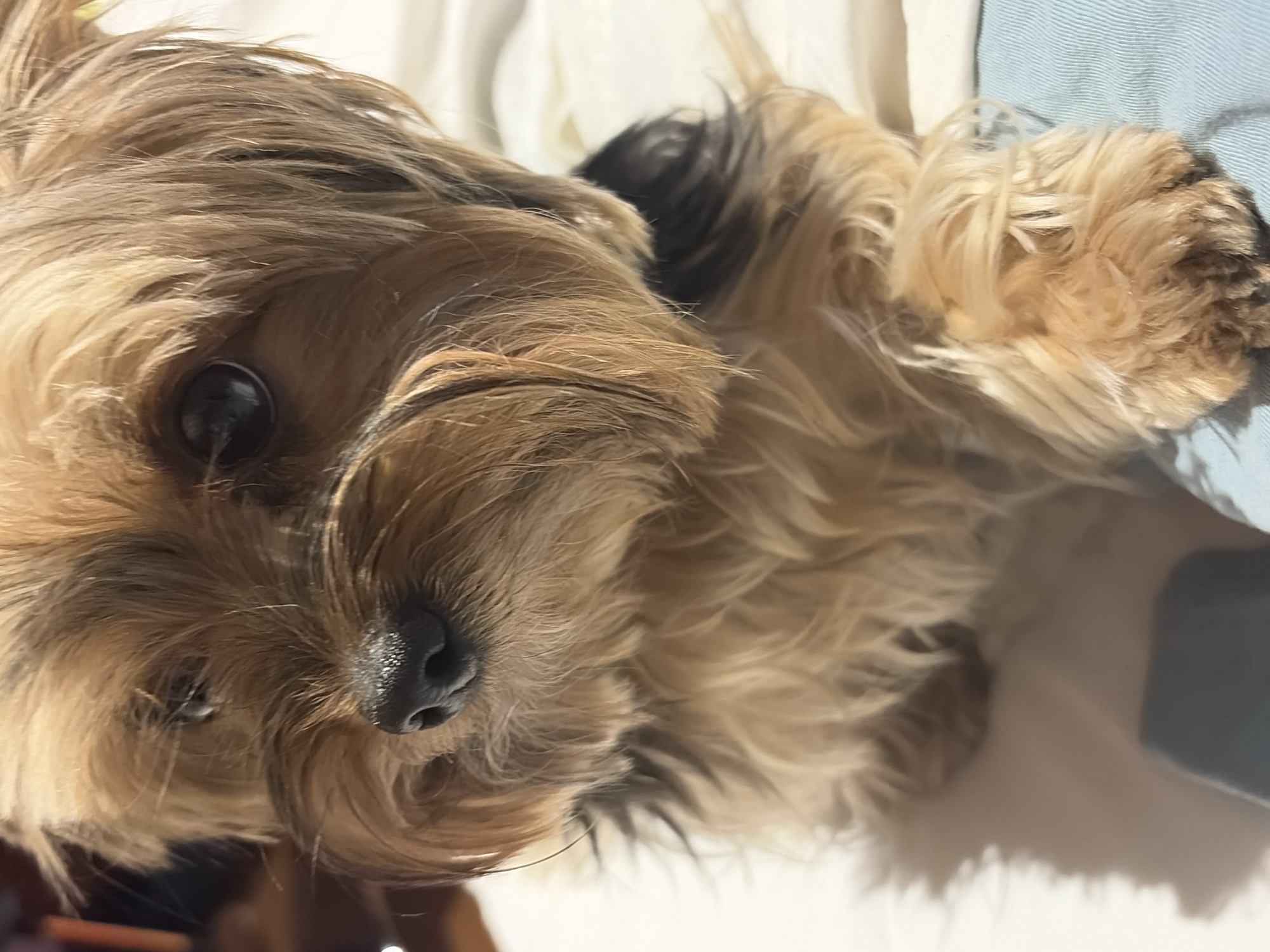 Small dog rests on bed in Mexican town