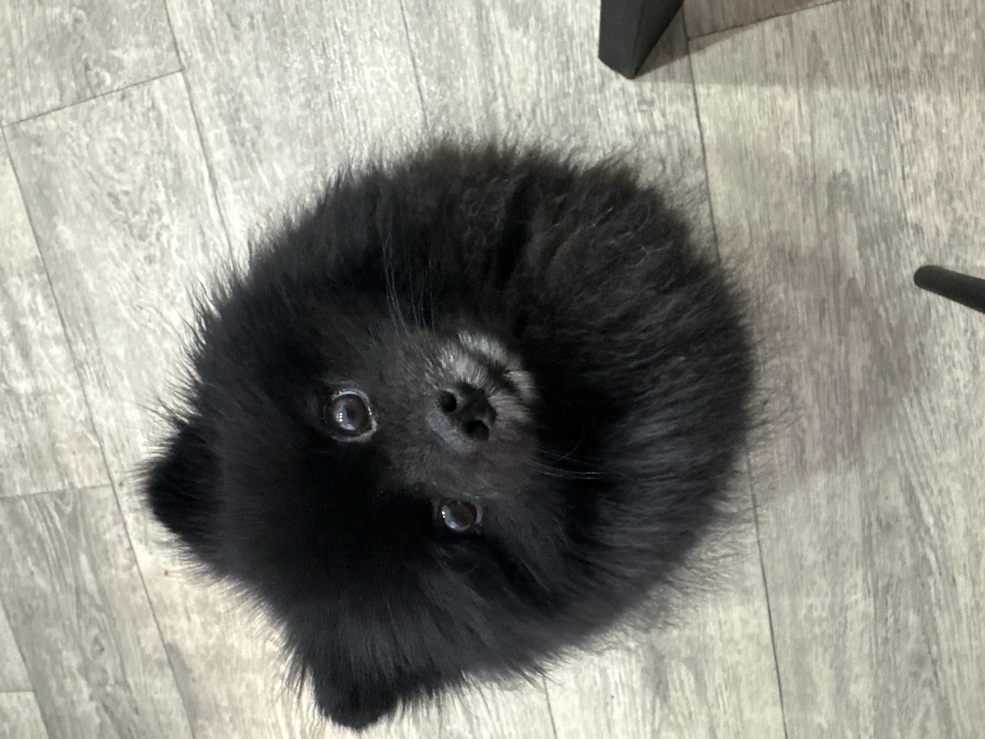 Fluffy black Pomeranian looks up at the camera at home