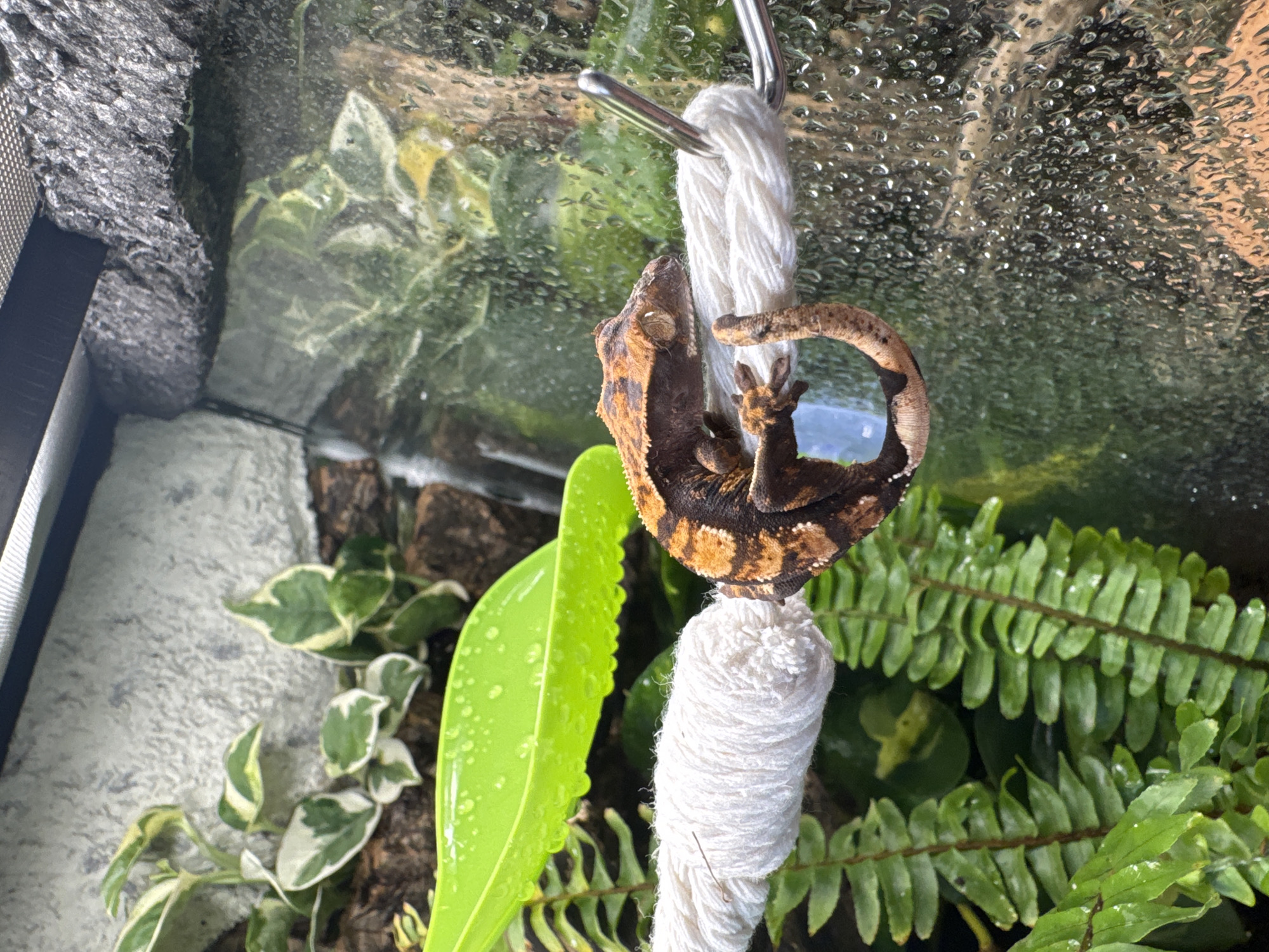 Domestic scenes with pet geckos documented in Targovishte