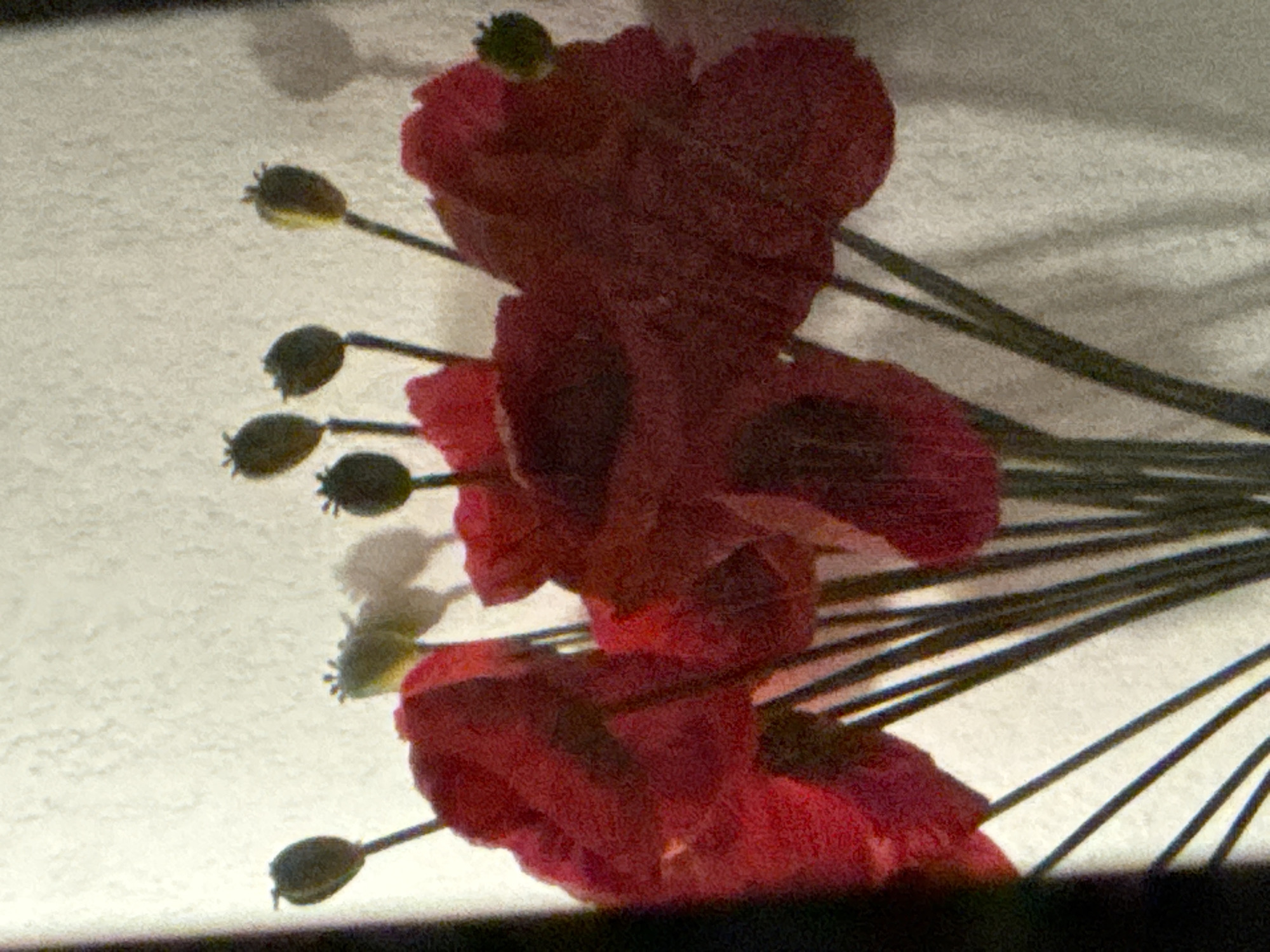 Evening scenes captured across Nice include flowers, transit, bicycles