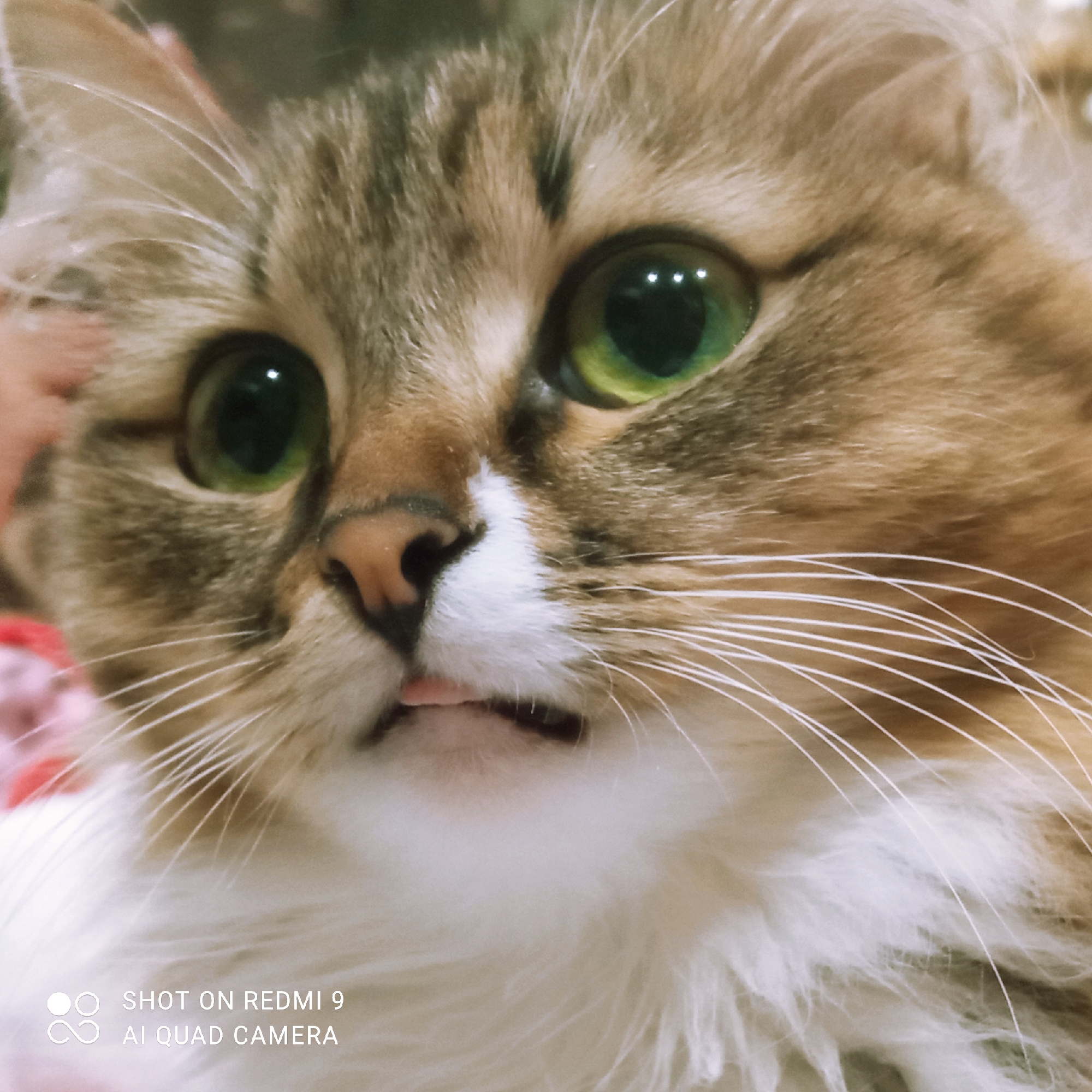 Cat portrait session in Chaikovsky, Russia