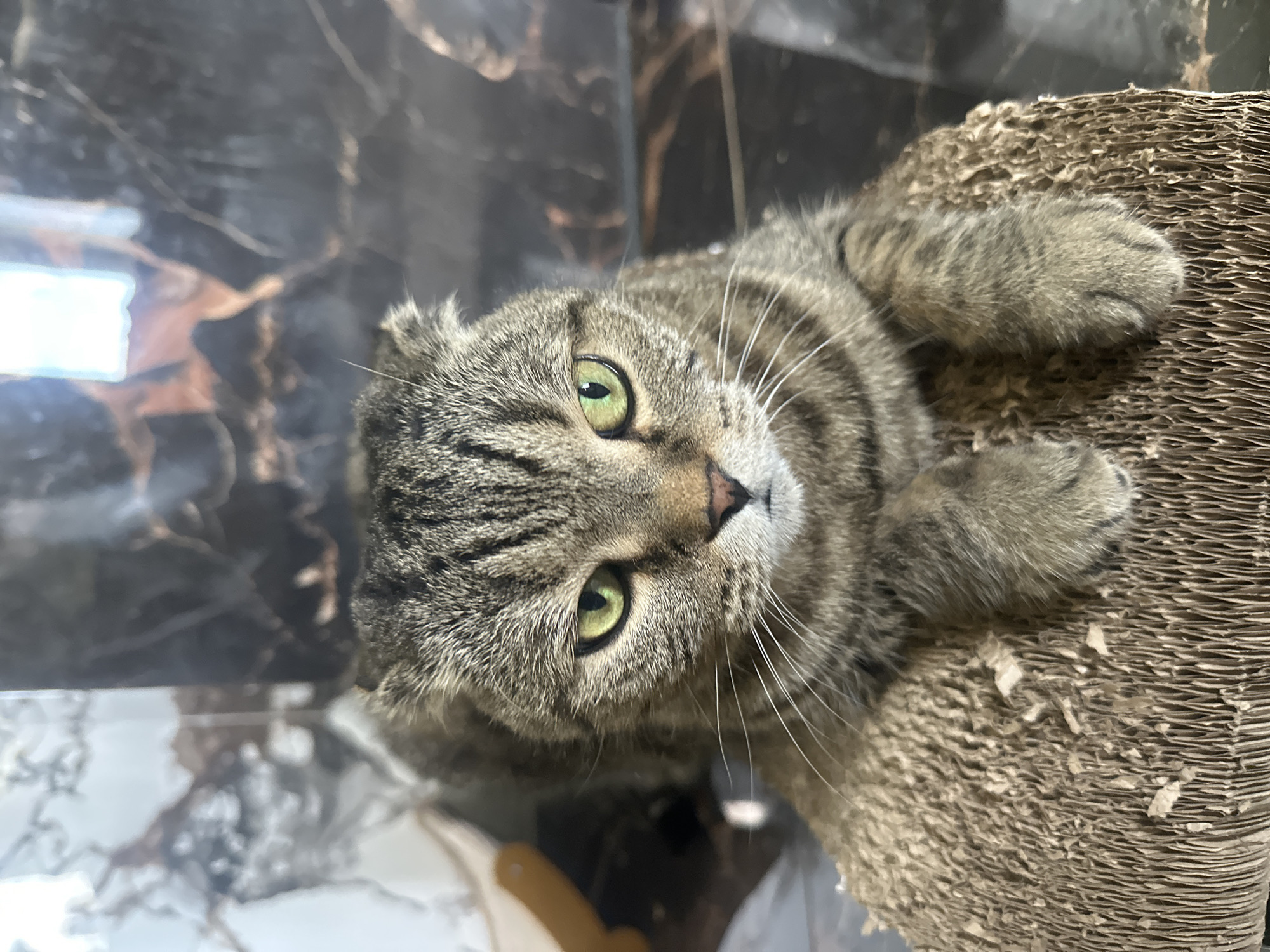 Scottish Fold cat relaxes on scratching pad, Virki