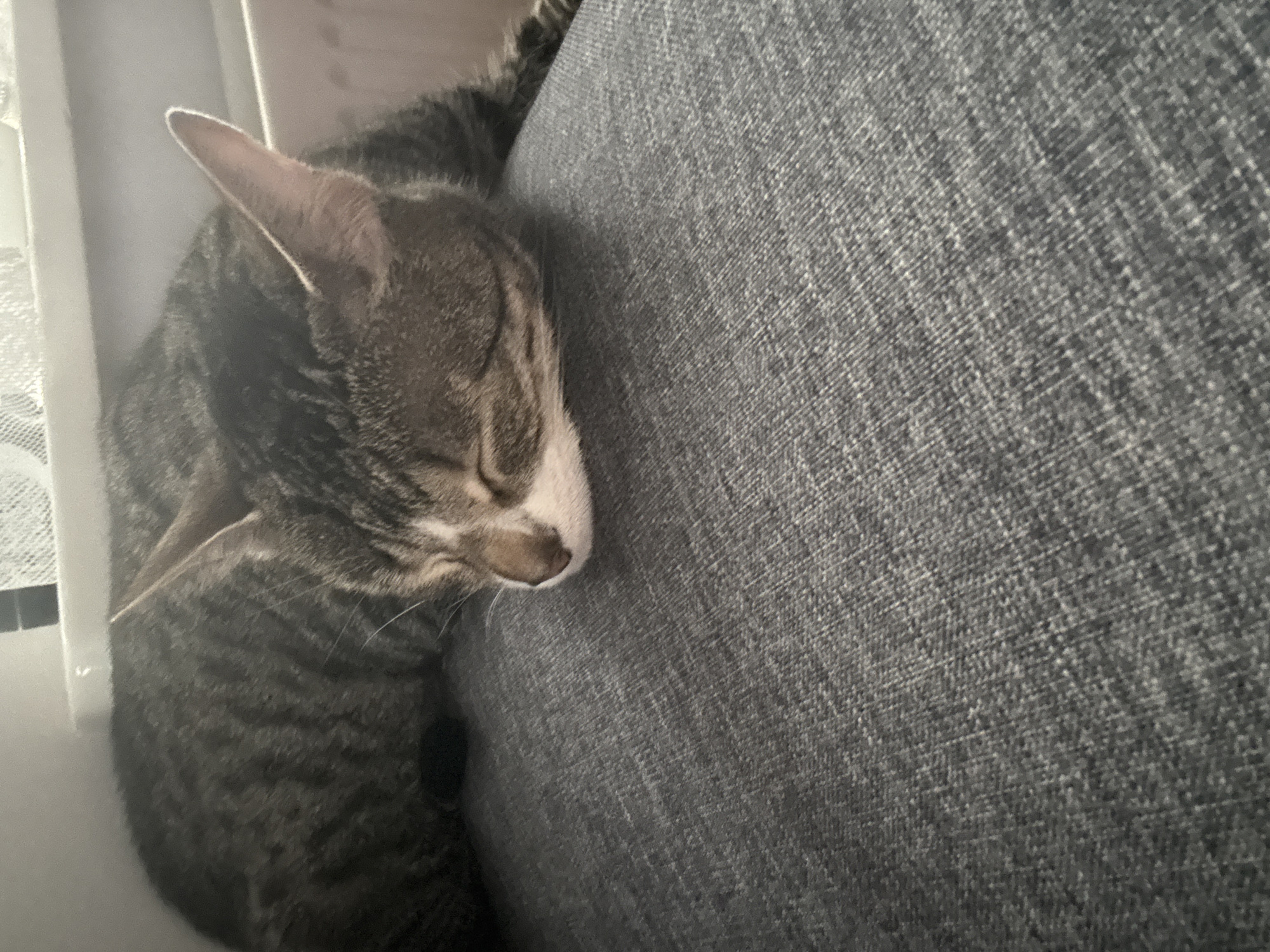 Tabby cat sleeps peacefully on fabric in Sauðárkrókur
