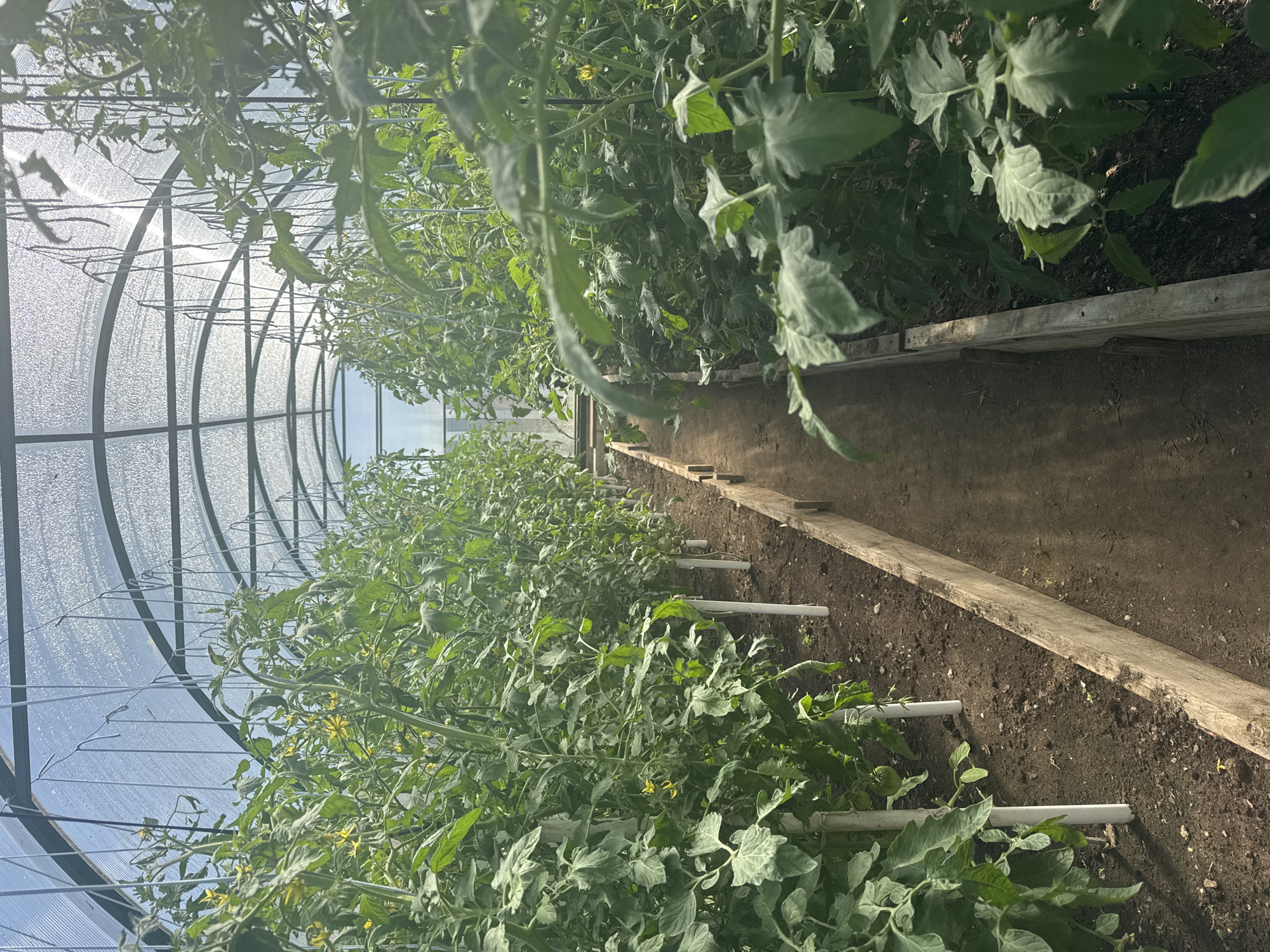 Summer garden life and home scenes in Kashino, Russia