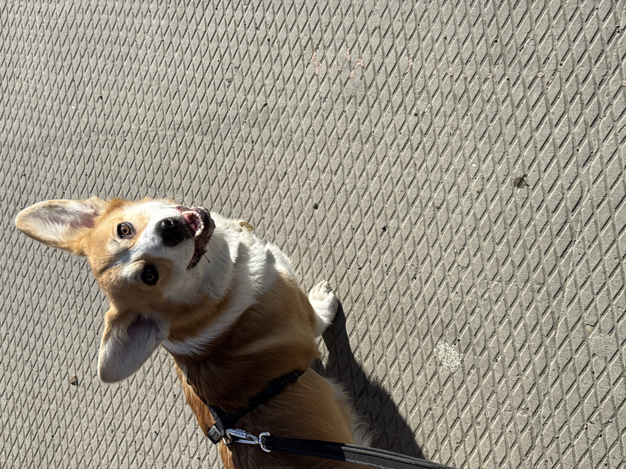 Casual photos capture dog and pedestrians in Borzya, Russia