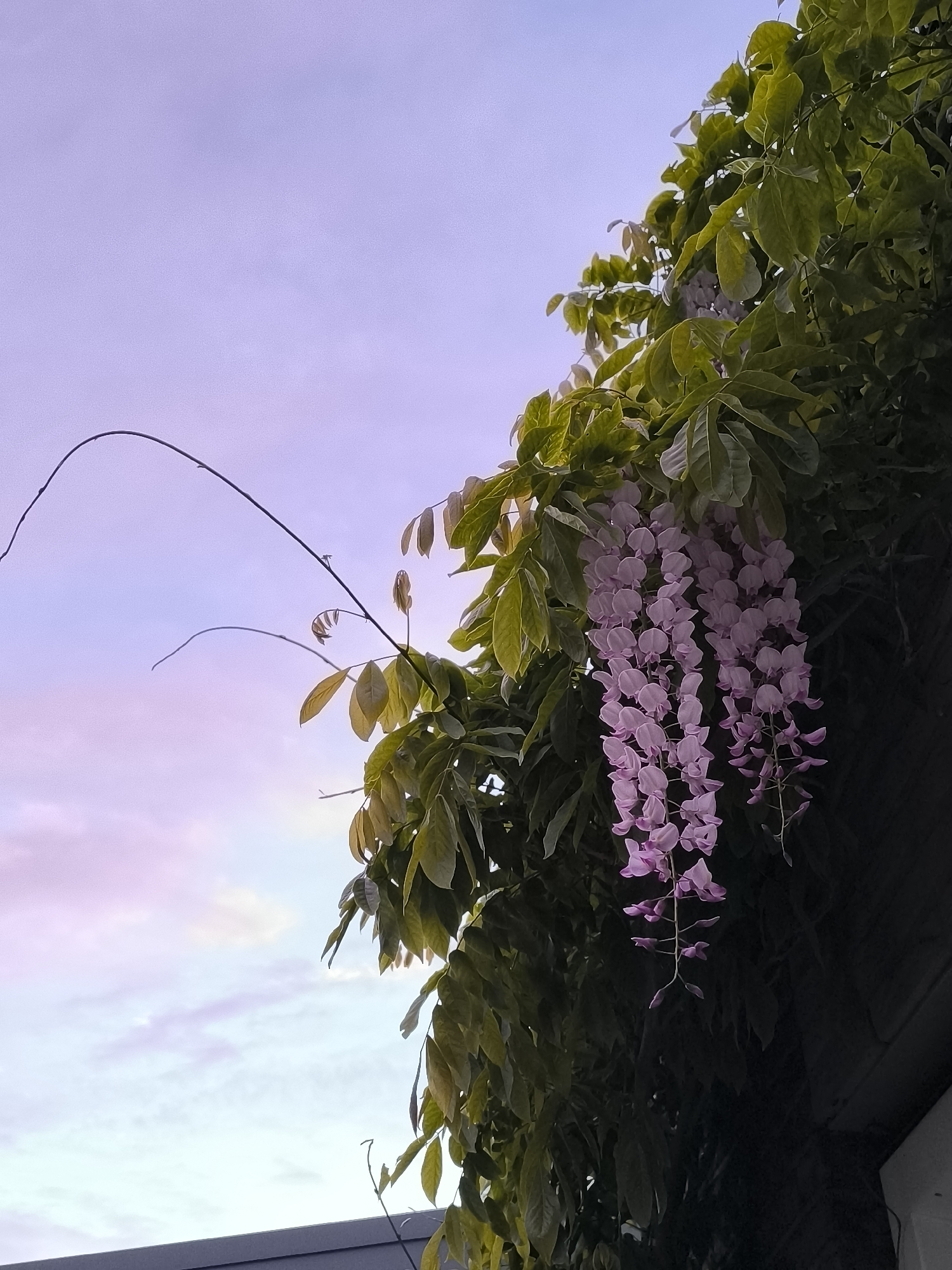 Spring purple flowers documented in evening Alkmaar gardens