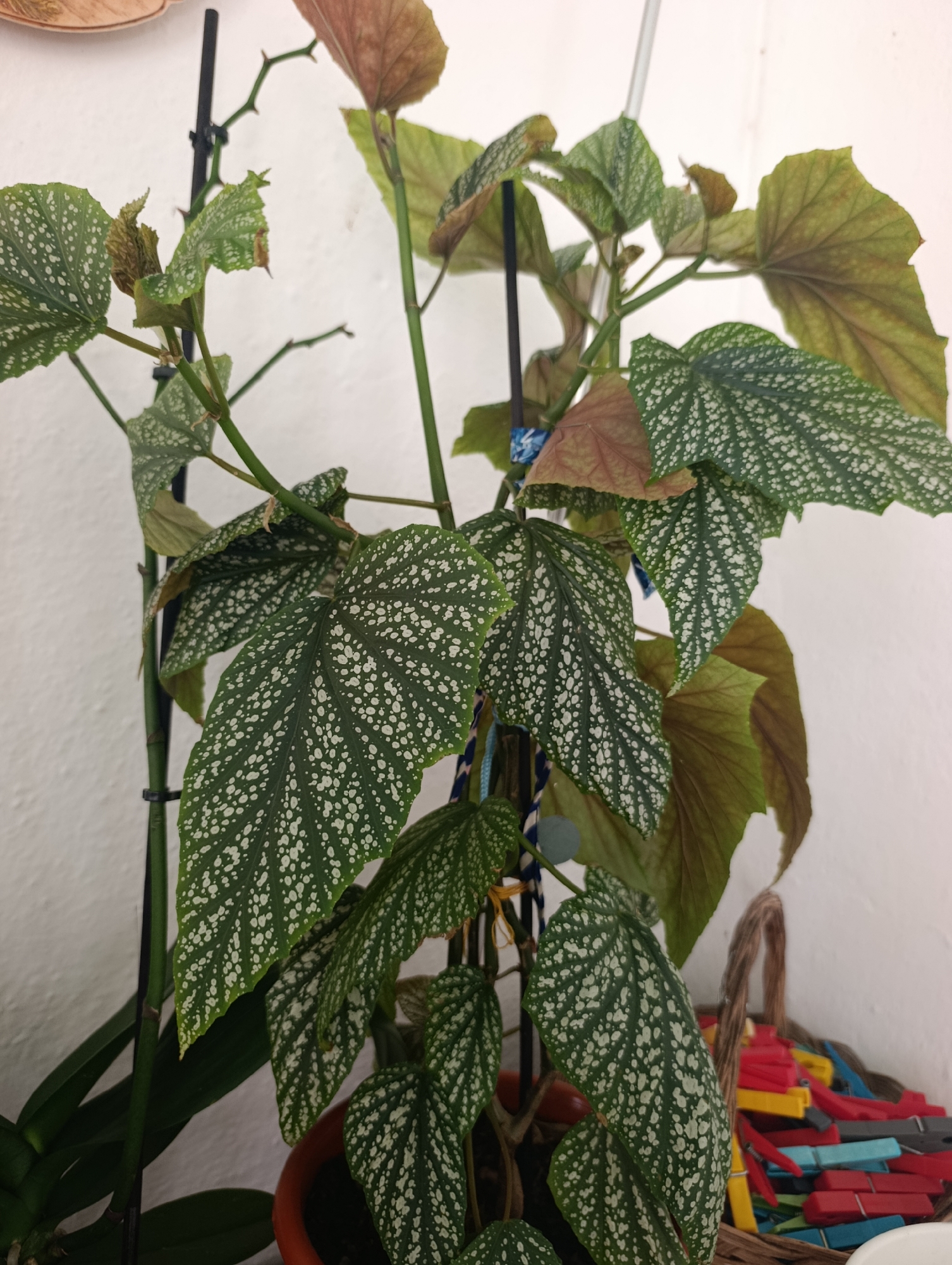 Inside a decorated Setúbal home, plants, antiques, and a small dog