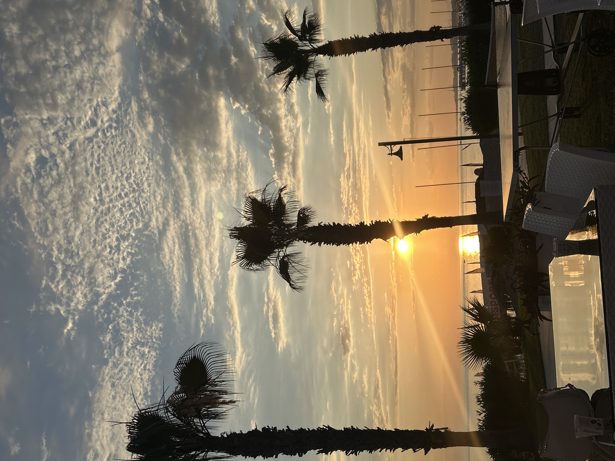 Alanya sunset framed by palm trees at a seaside spot