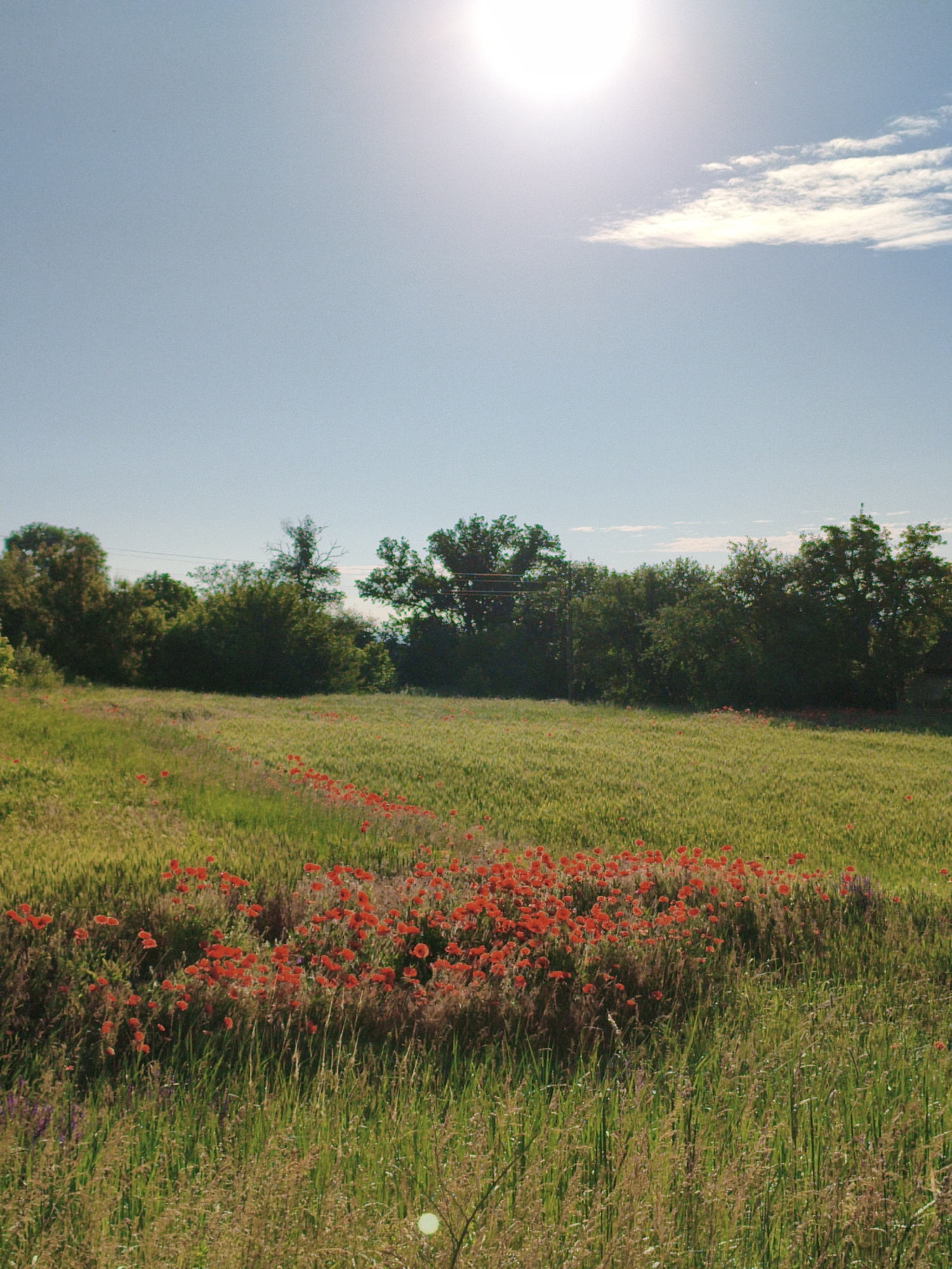 Morning poppy blooms documented across rural Ukrainian fields