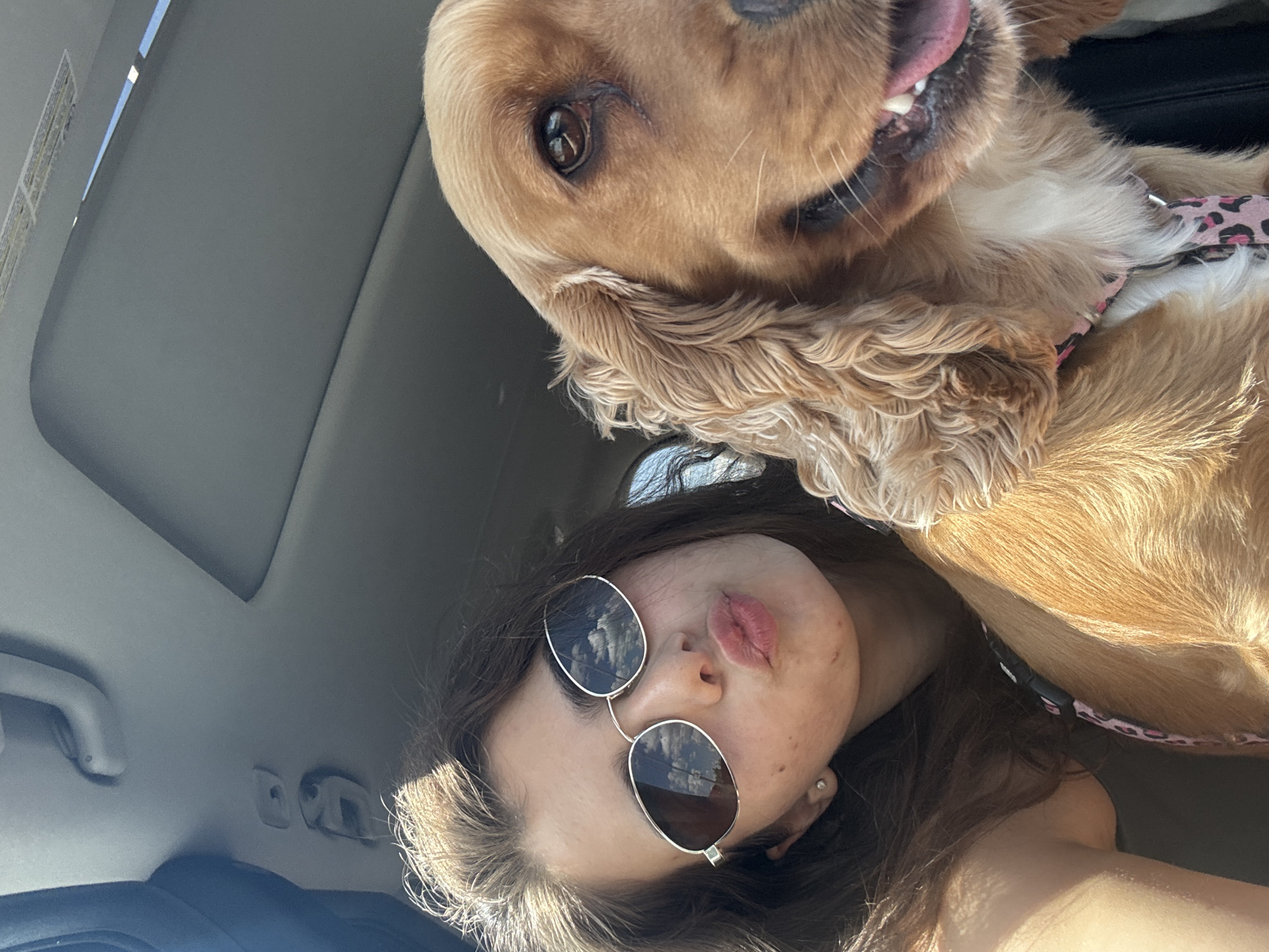 Car selfie with Cocker Spaniel in Shumen