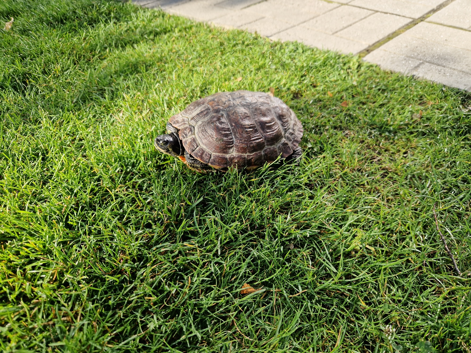 Red-eared slider turtle spotted in Sofia park early morning