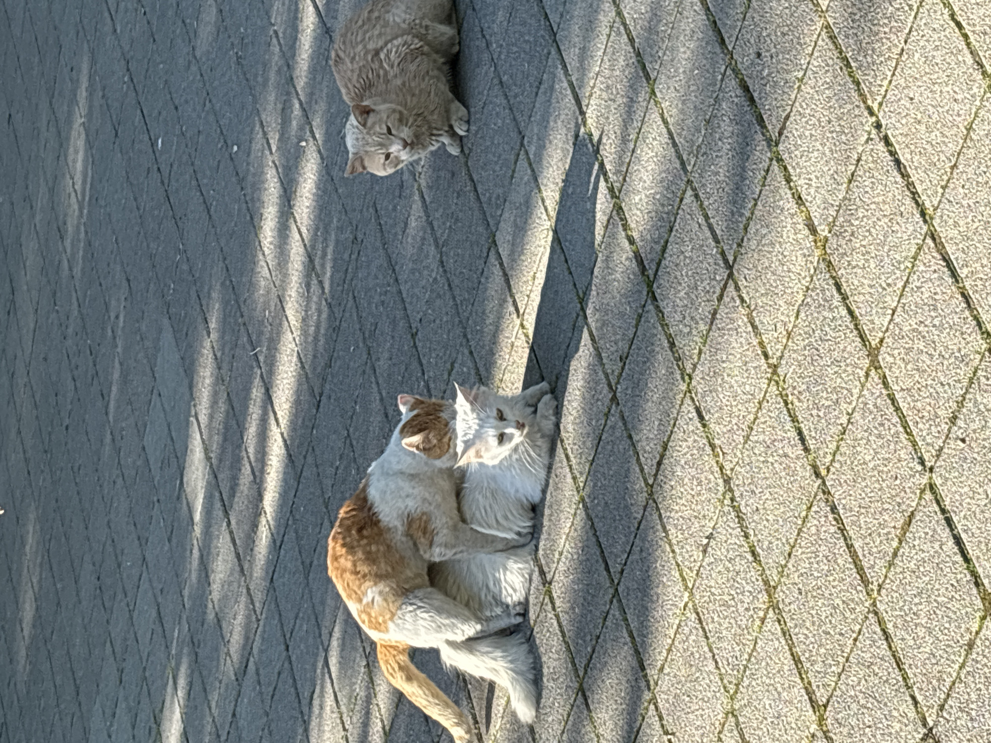 Cats mate on paved pathway in Chirpan, Bulgaria