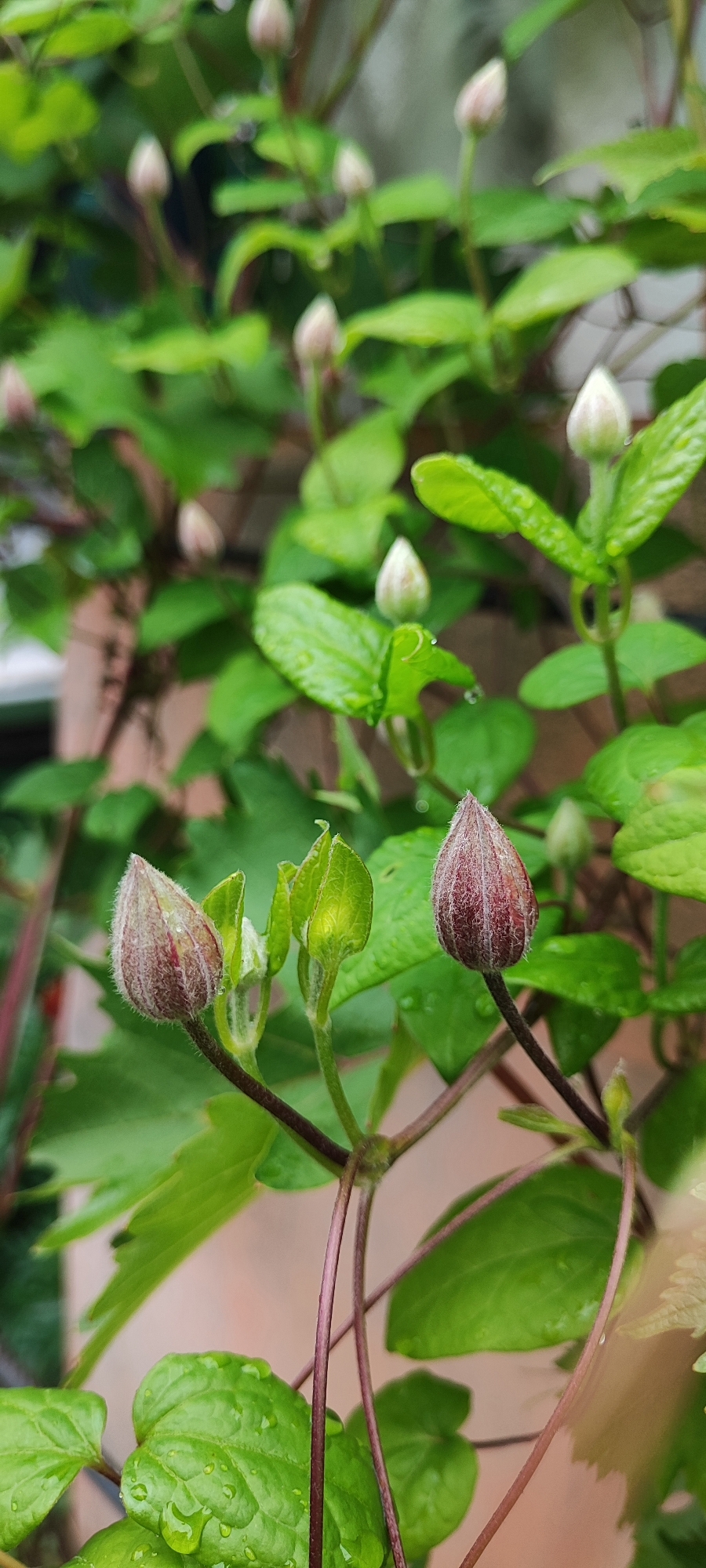 Close-up tour of a blooming Belarusian garden after rain