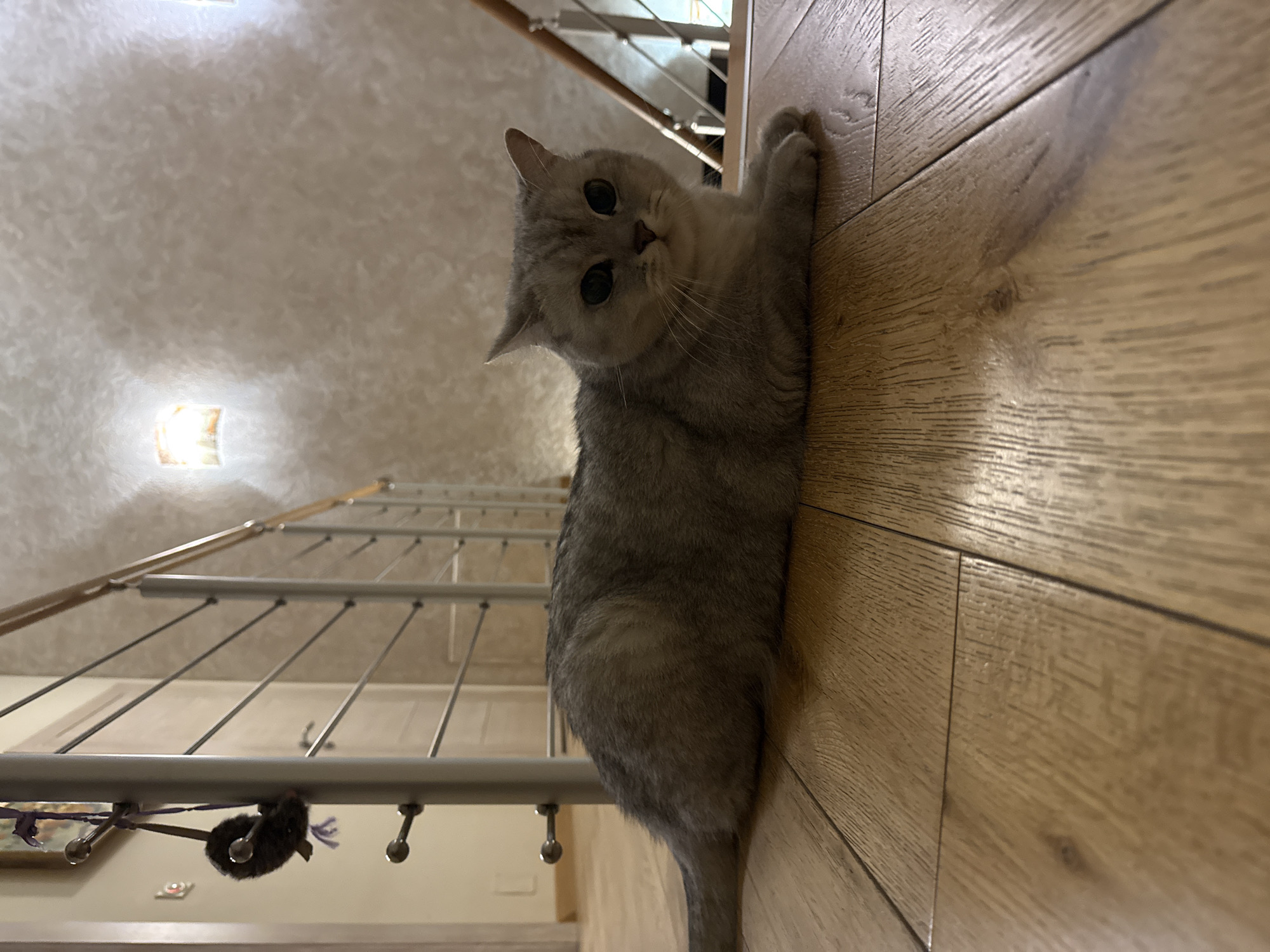 Cats, fairy figurines, and Swiss cow collectibles at a Vnukovo home