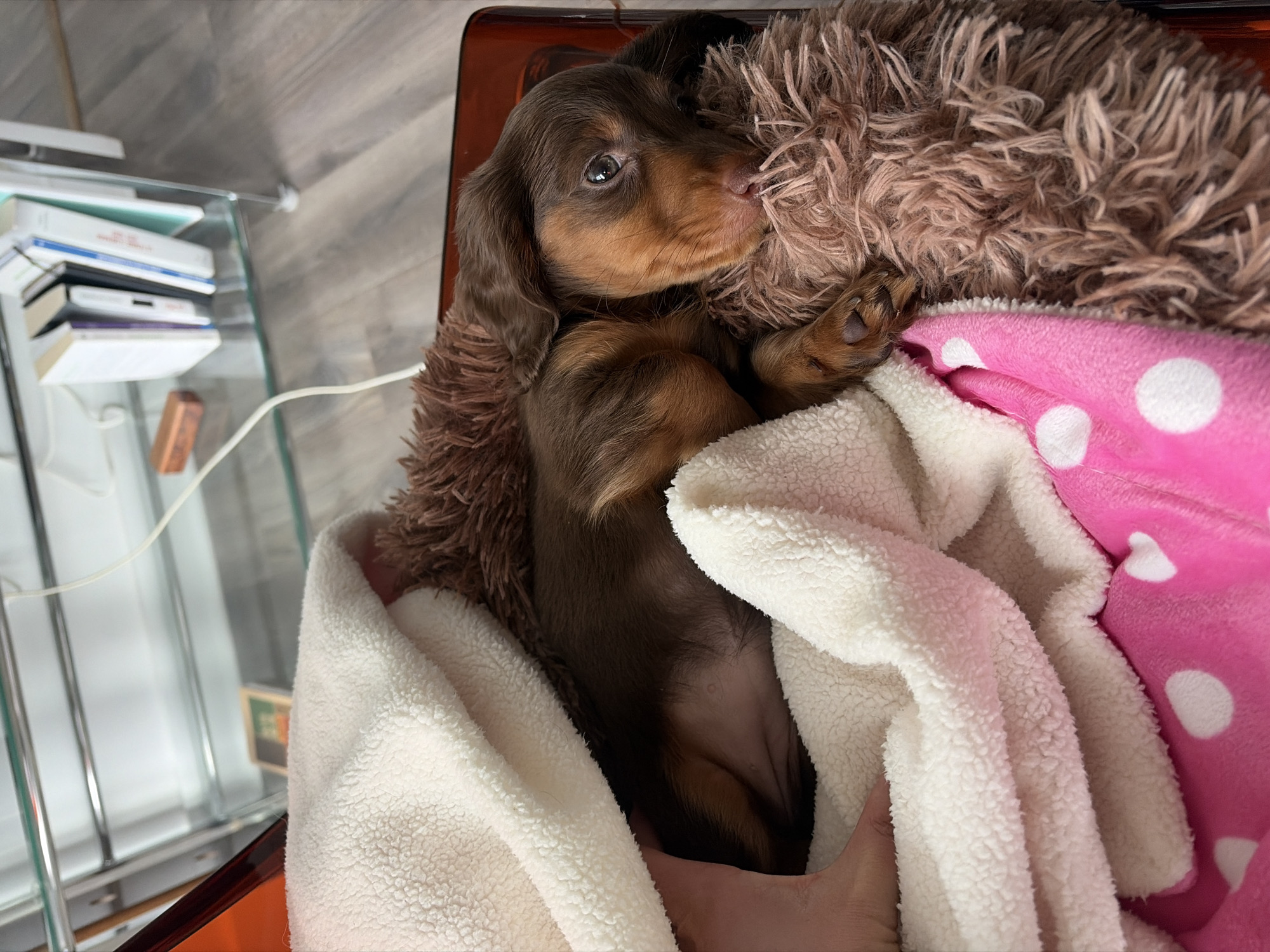 Quiet afternoon moments with sleeping dachshund puppy in Montreal home