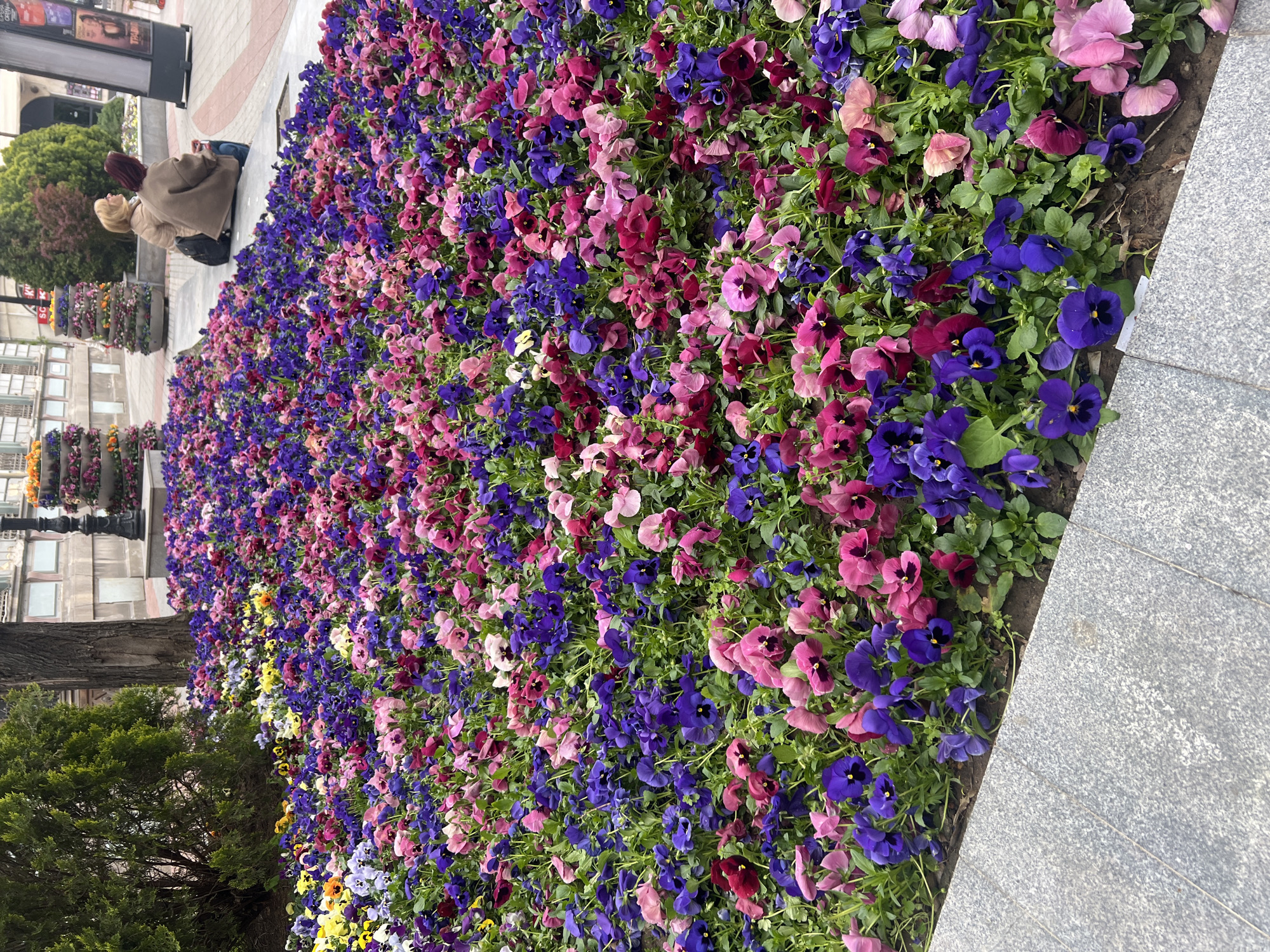 Spring blooms and street scenes captured in Plovdiv