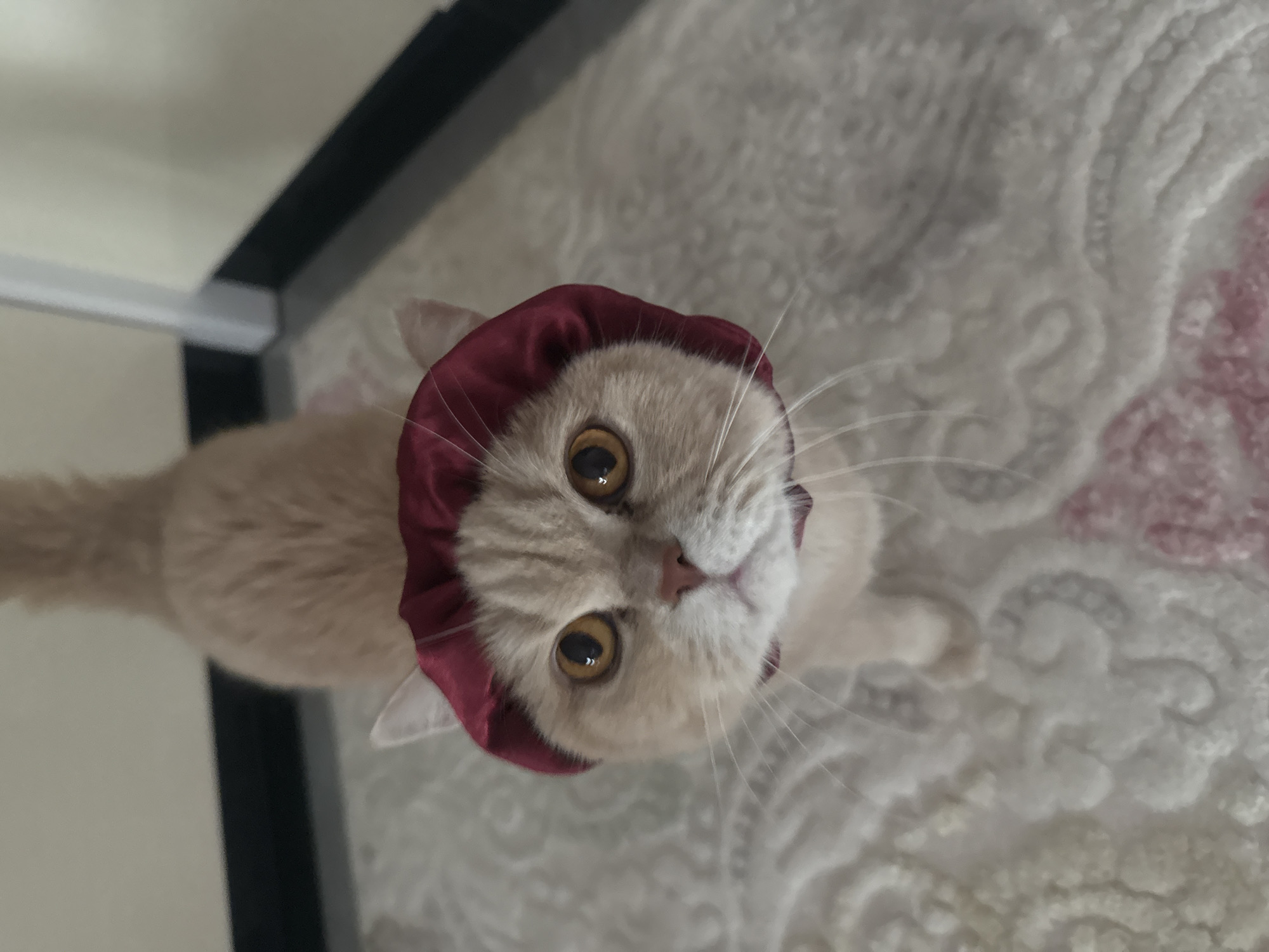 Cream-colored cat documented in various indoor activities over two hours