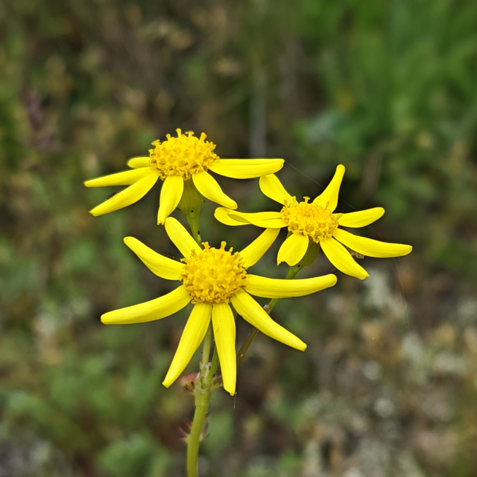 Yellow wildflowers bloom in Ukrainian village countryside