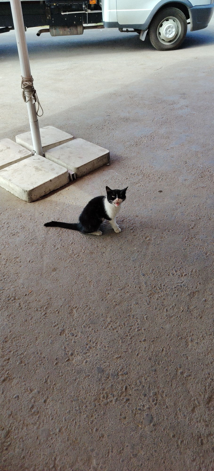 Kitten and train station glimpses from Tashkent
