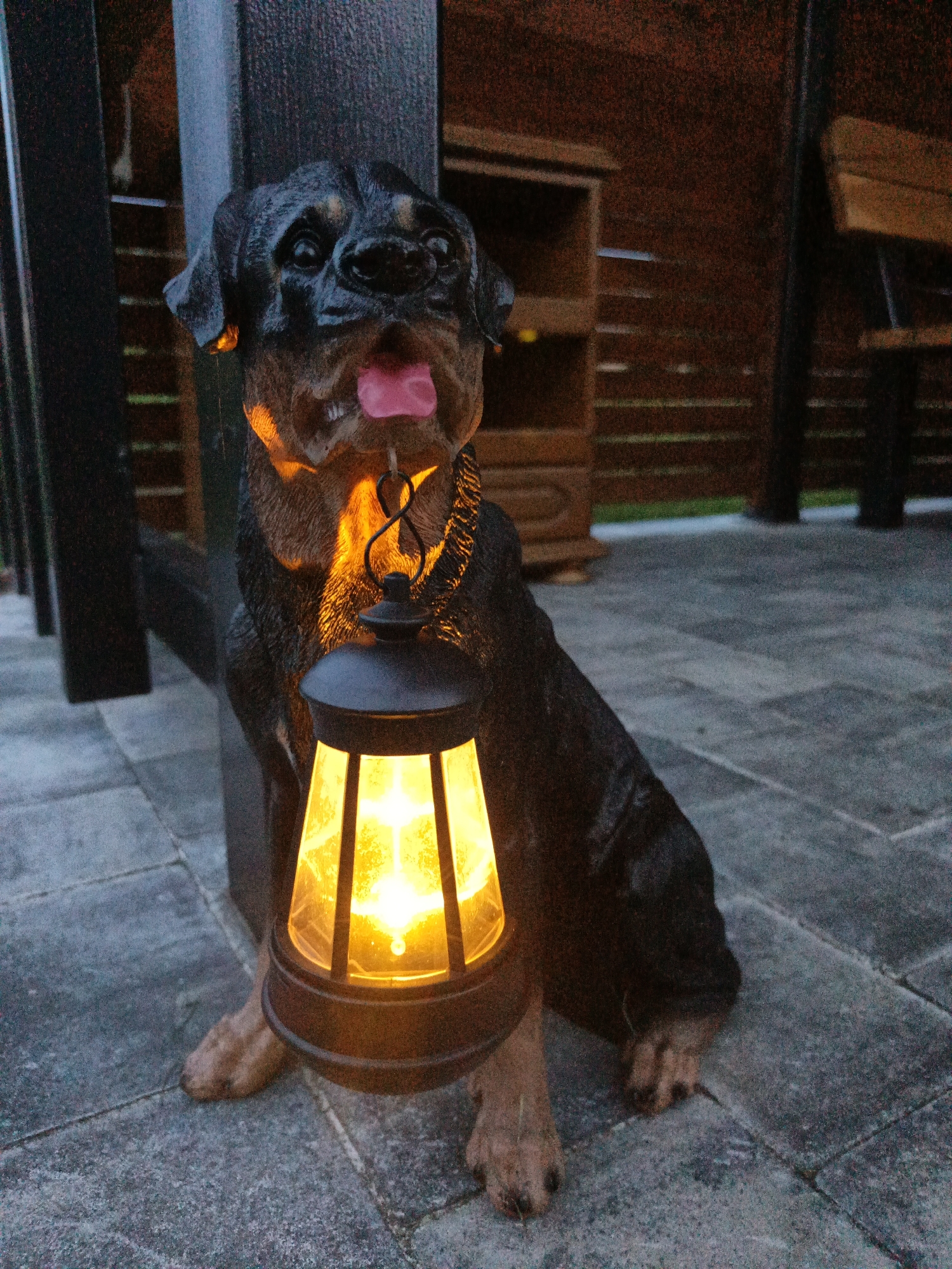 Garden evening in Belarus: marigolds, cats, and decorative lights