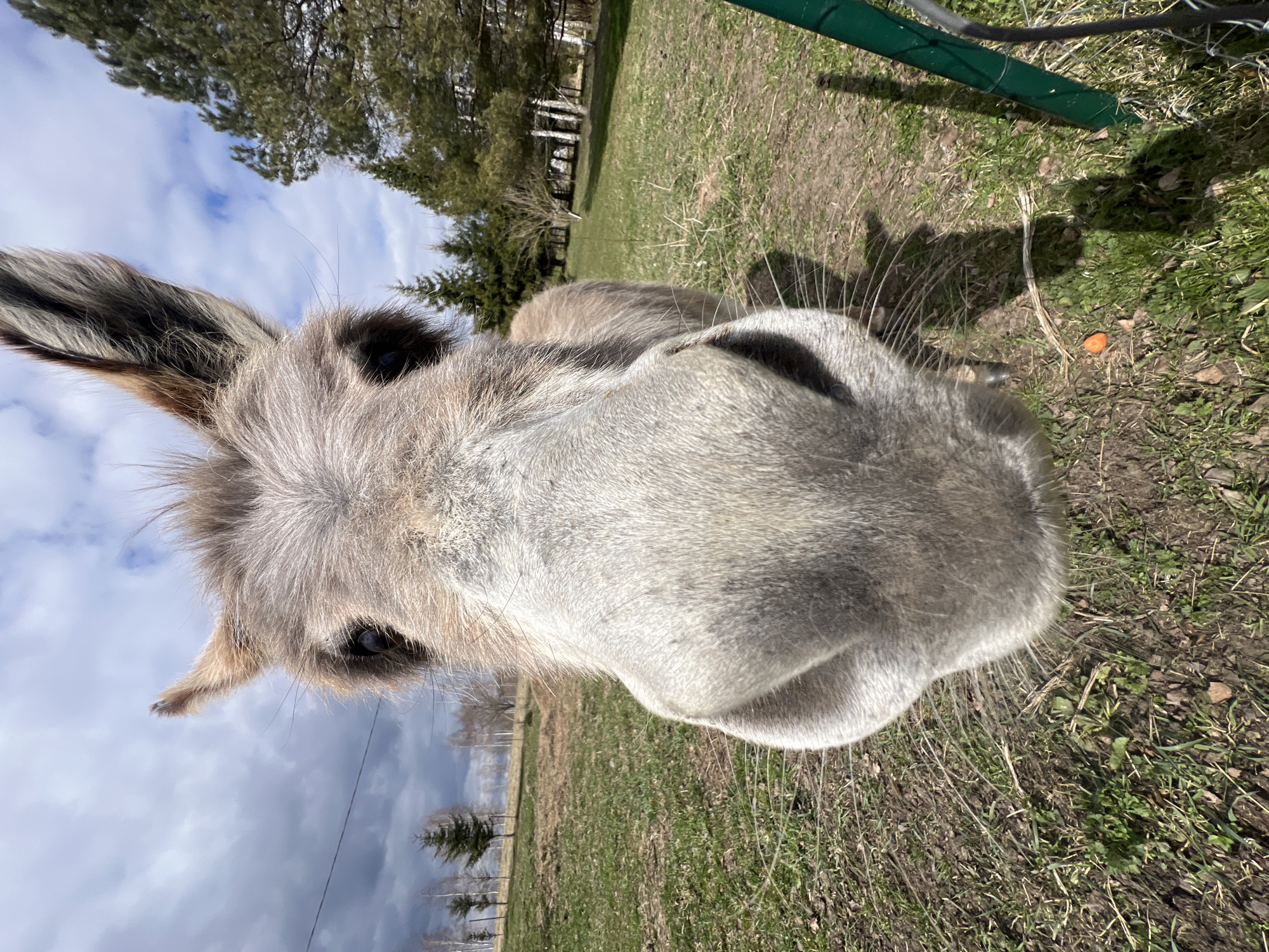 Gray donkey photographed in field near Tīnūži, Latvia