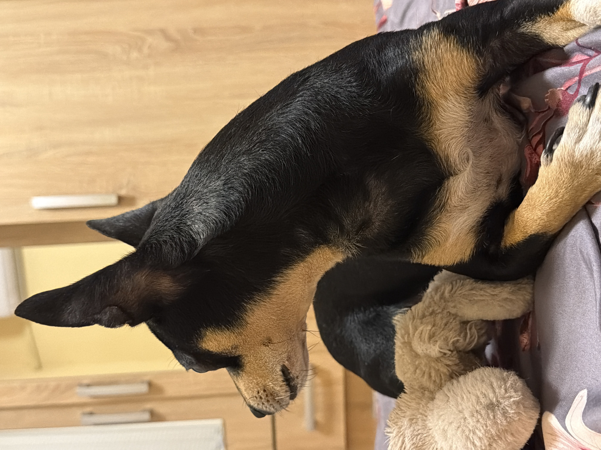 Small black and tan dog lounging at home, sky shot nearby