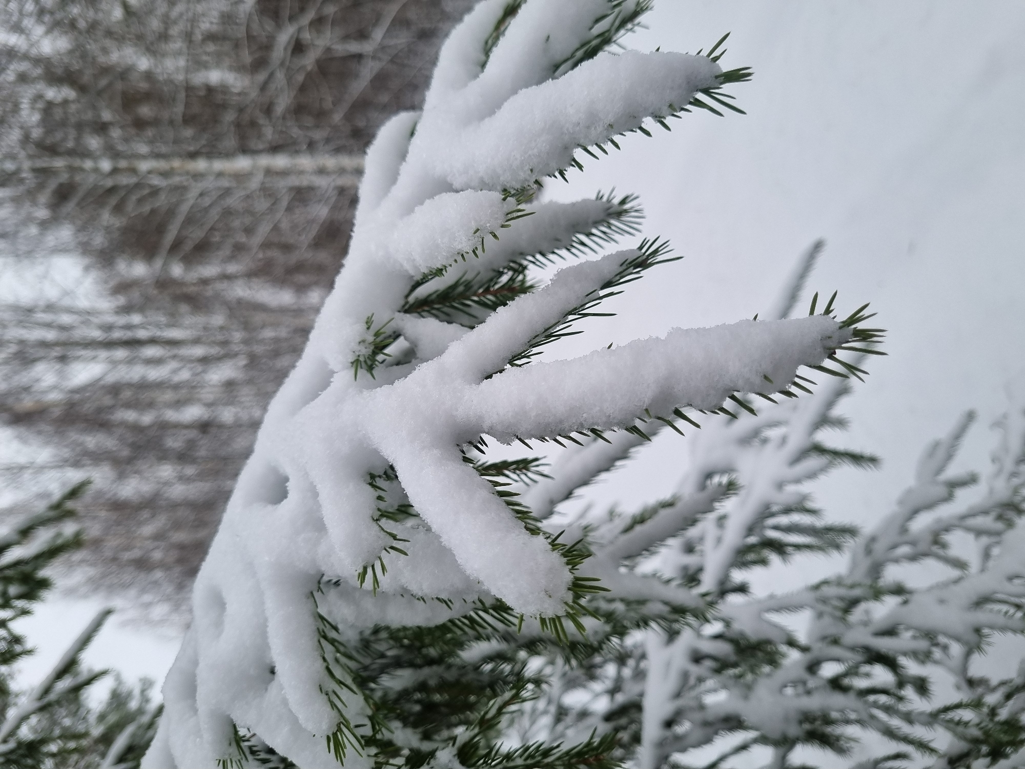 Heavy snow blankets evergreen trees in Kemul, Russia