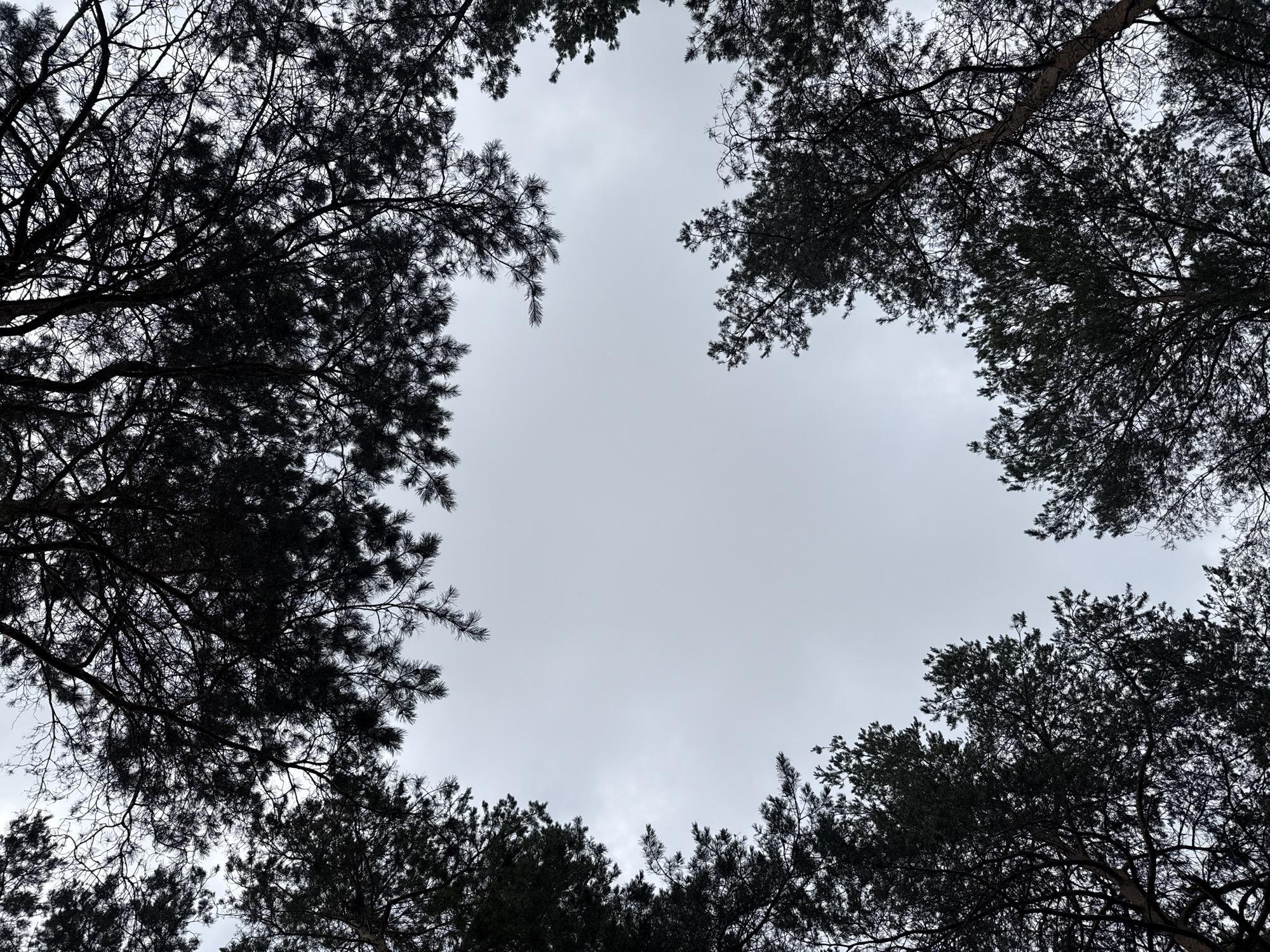Morning stroll through a pine forest in rural Belarus