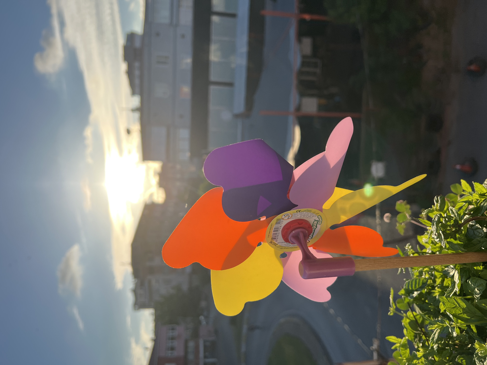 Lazy evening in Ümraniye: cats, pinwheels, flowers, and city lights