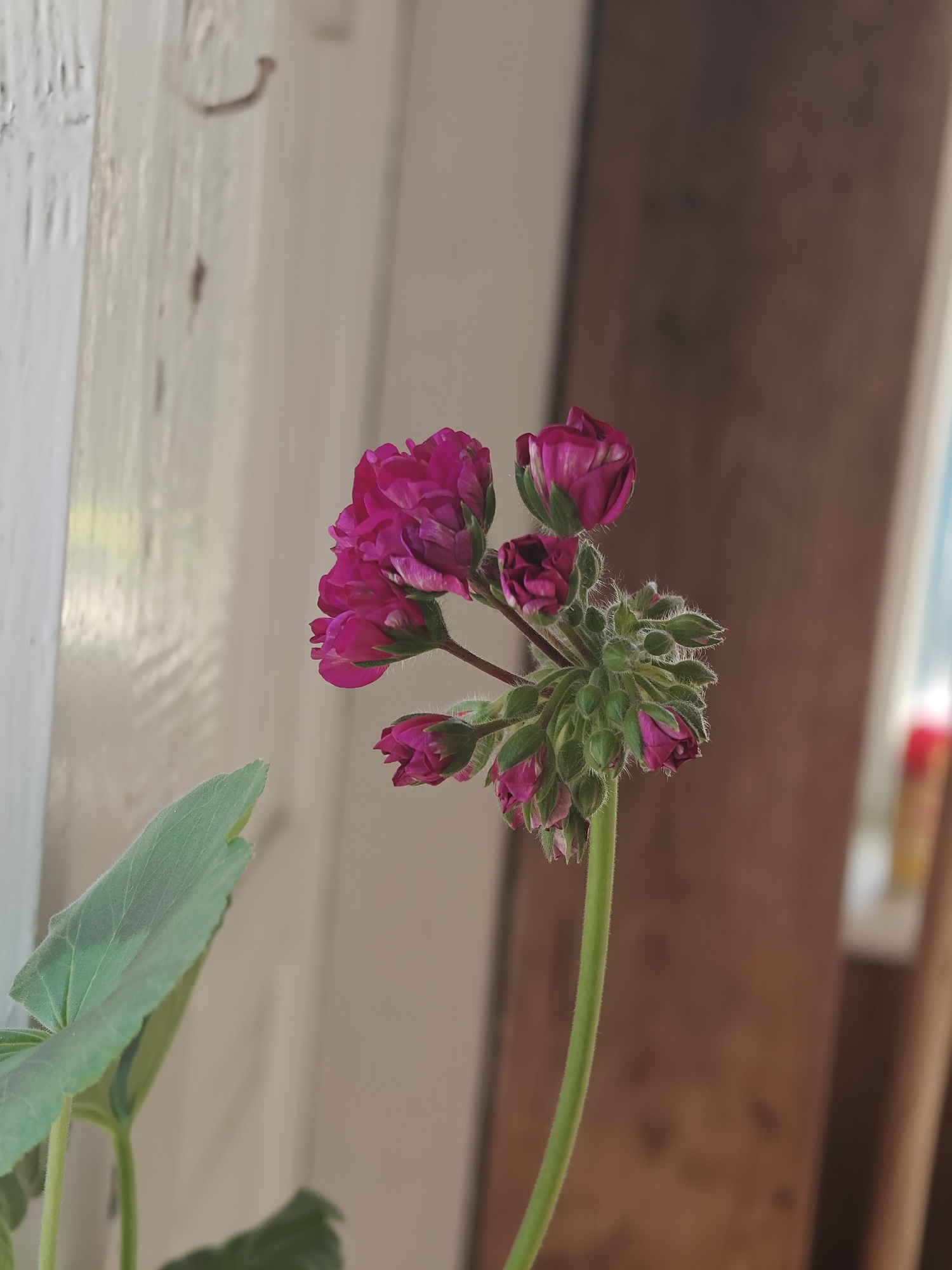 Quiet moments in Knyshivka: flowers, pets, and daily life