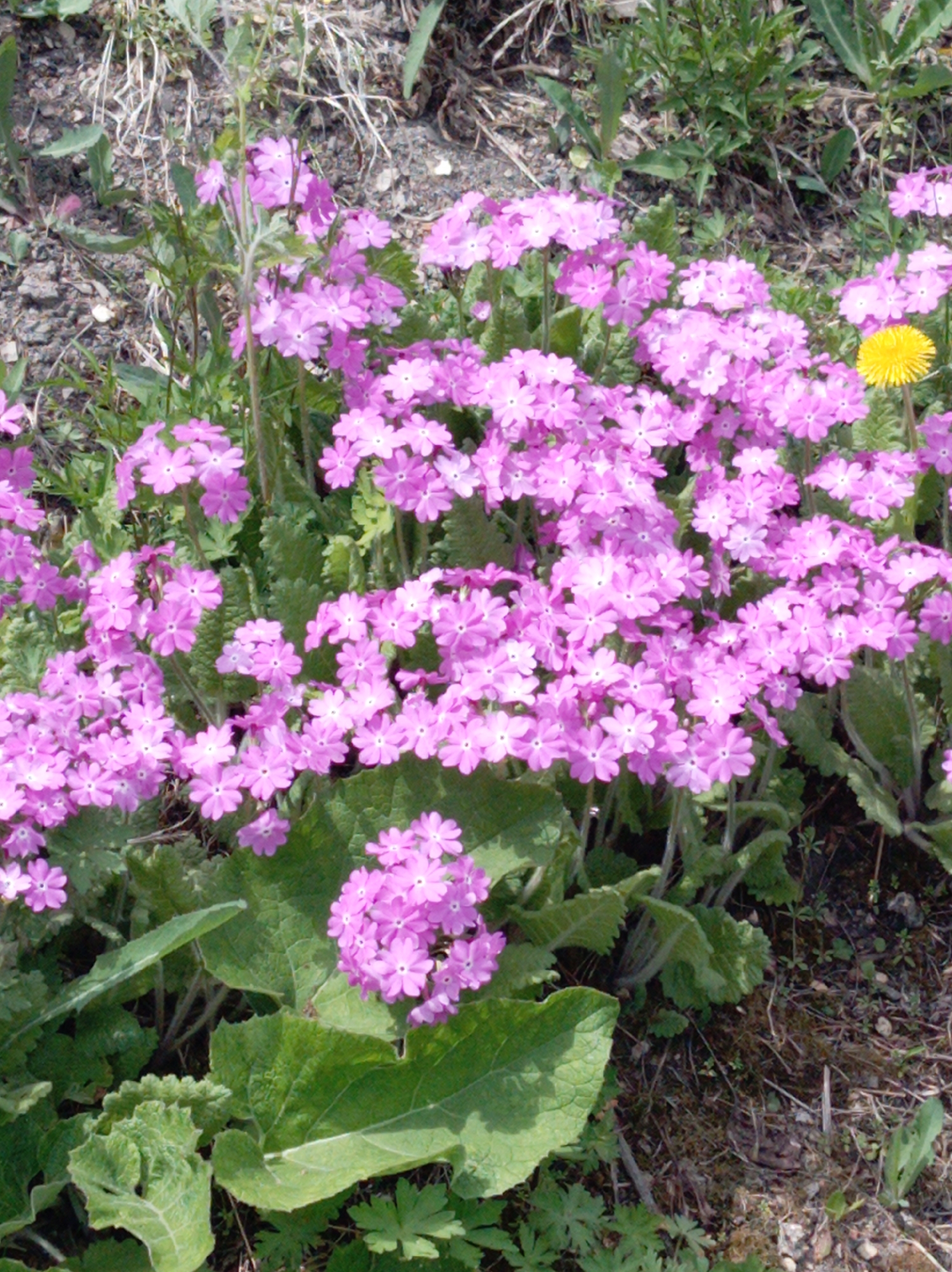 Spring flowers bloom in early morning hours in Artyom