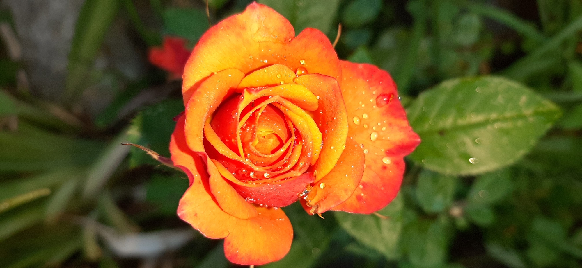 Dewy roses photographed up close at a Russian garden plot