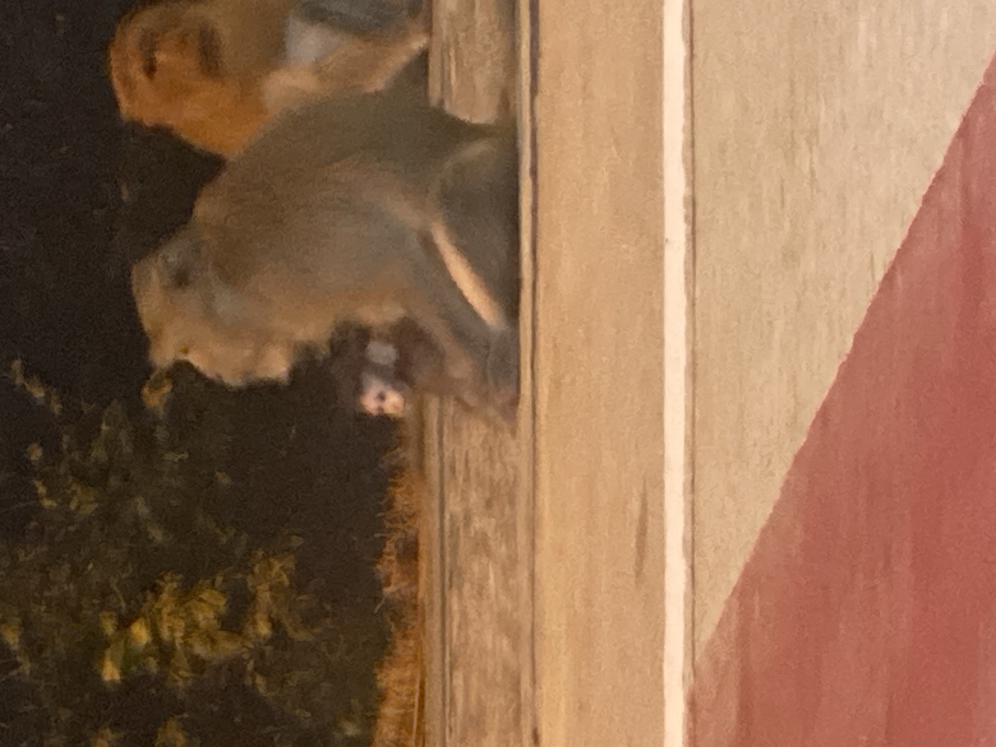 Monkeys gather on roads and crosswalks in Ban Haad Rin