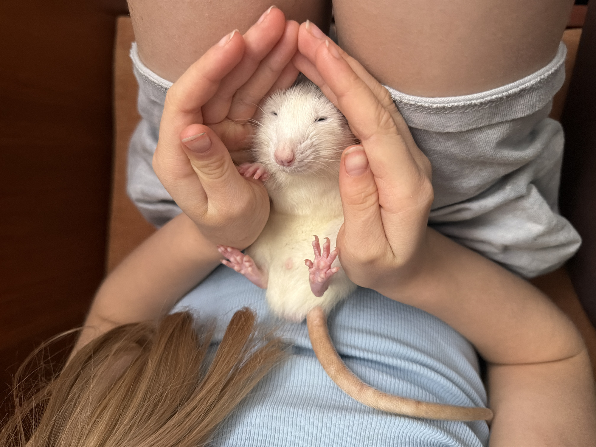 Spring moments captured: pet hamster bonding, pussy willows blooming