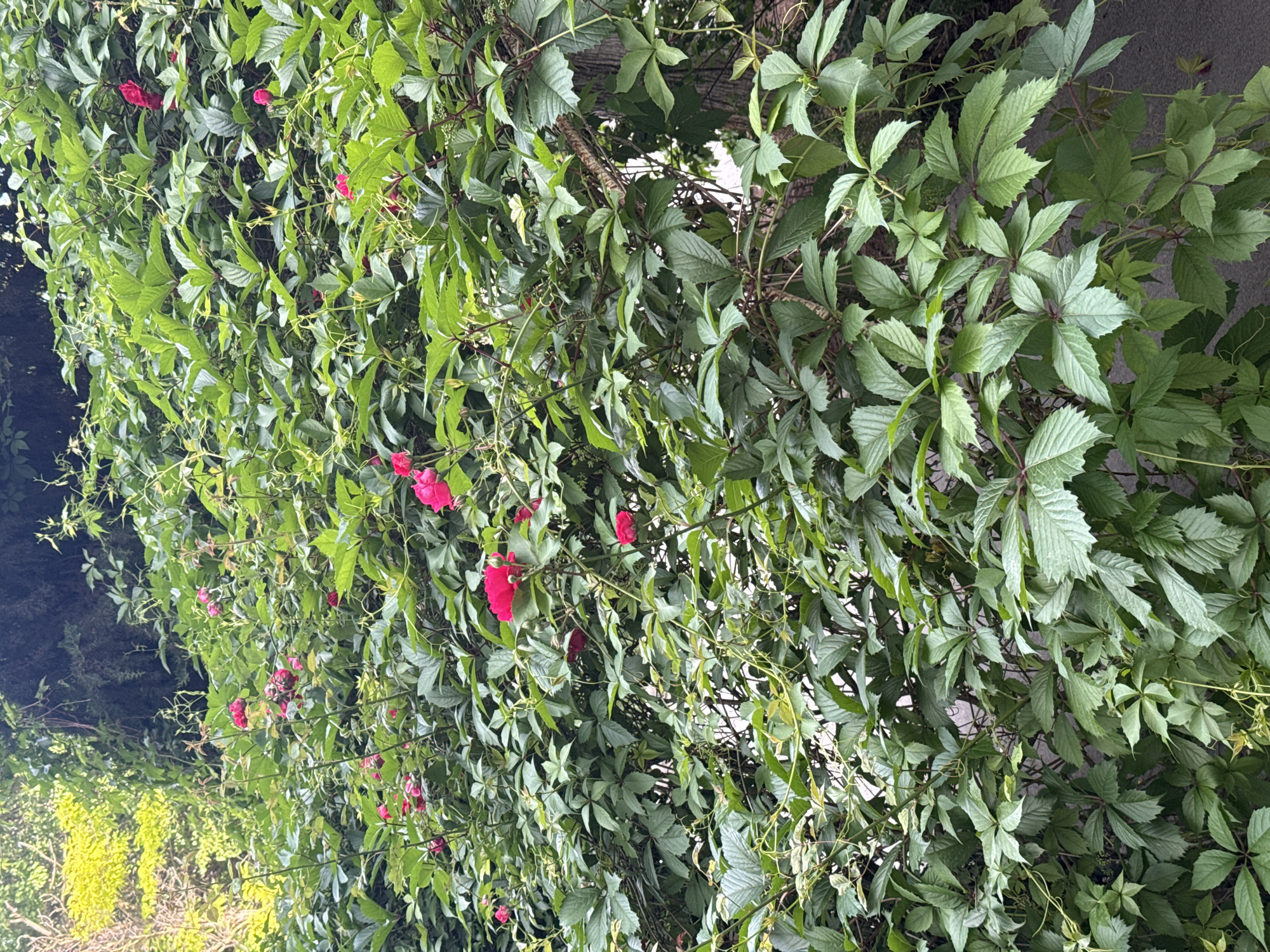 Cat observes blooming roses through residential window grating