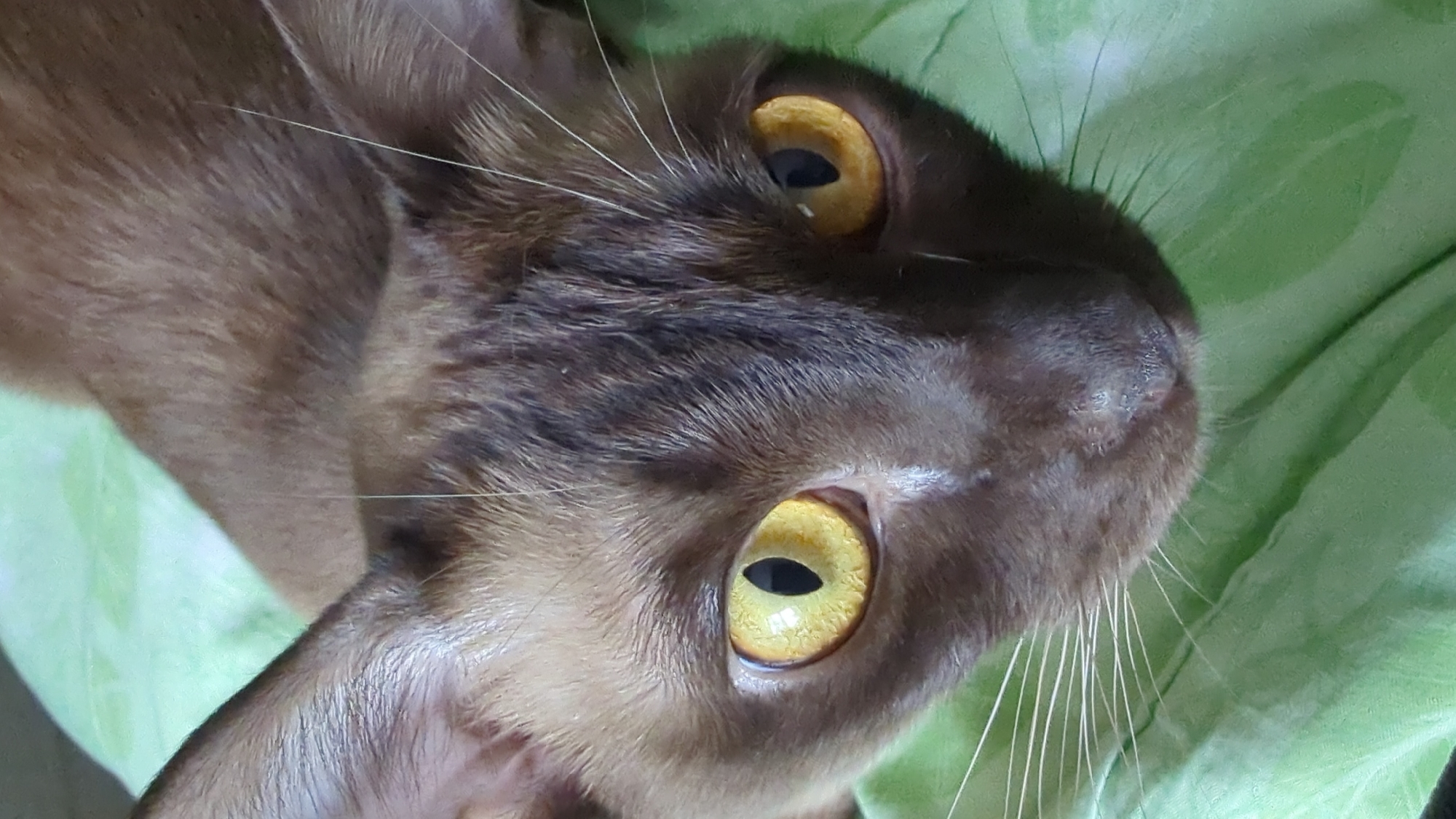 Cats and houseplants fill a quiet morning at home
