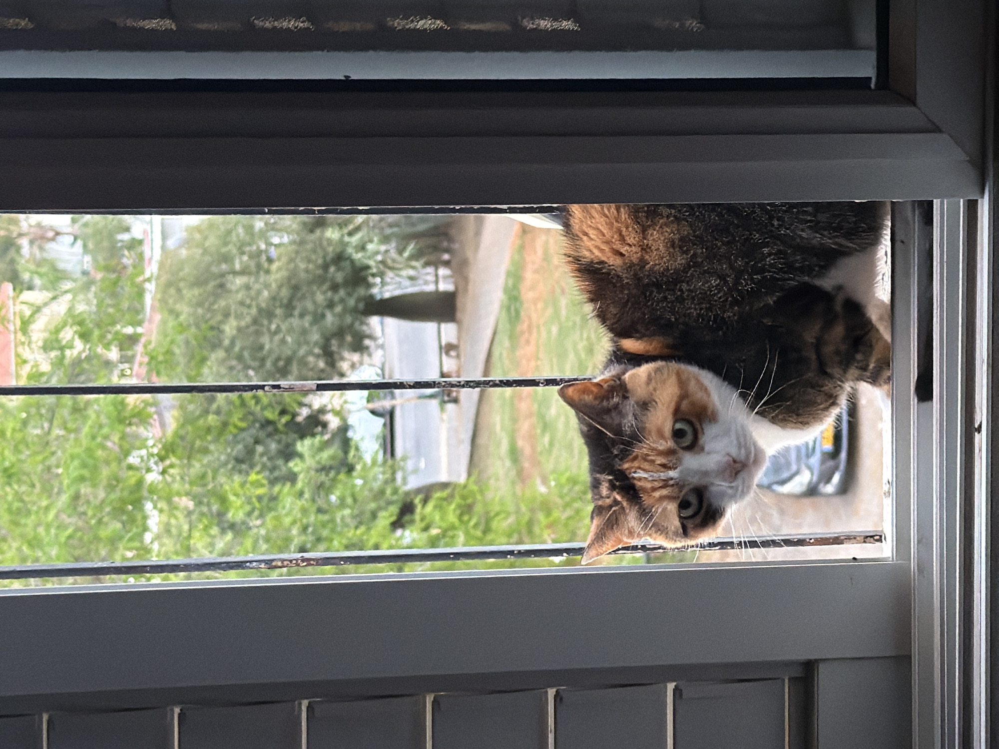 Cat watches street through window in Tel Aviv apartment
