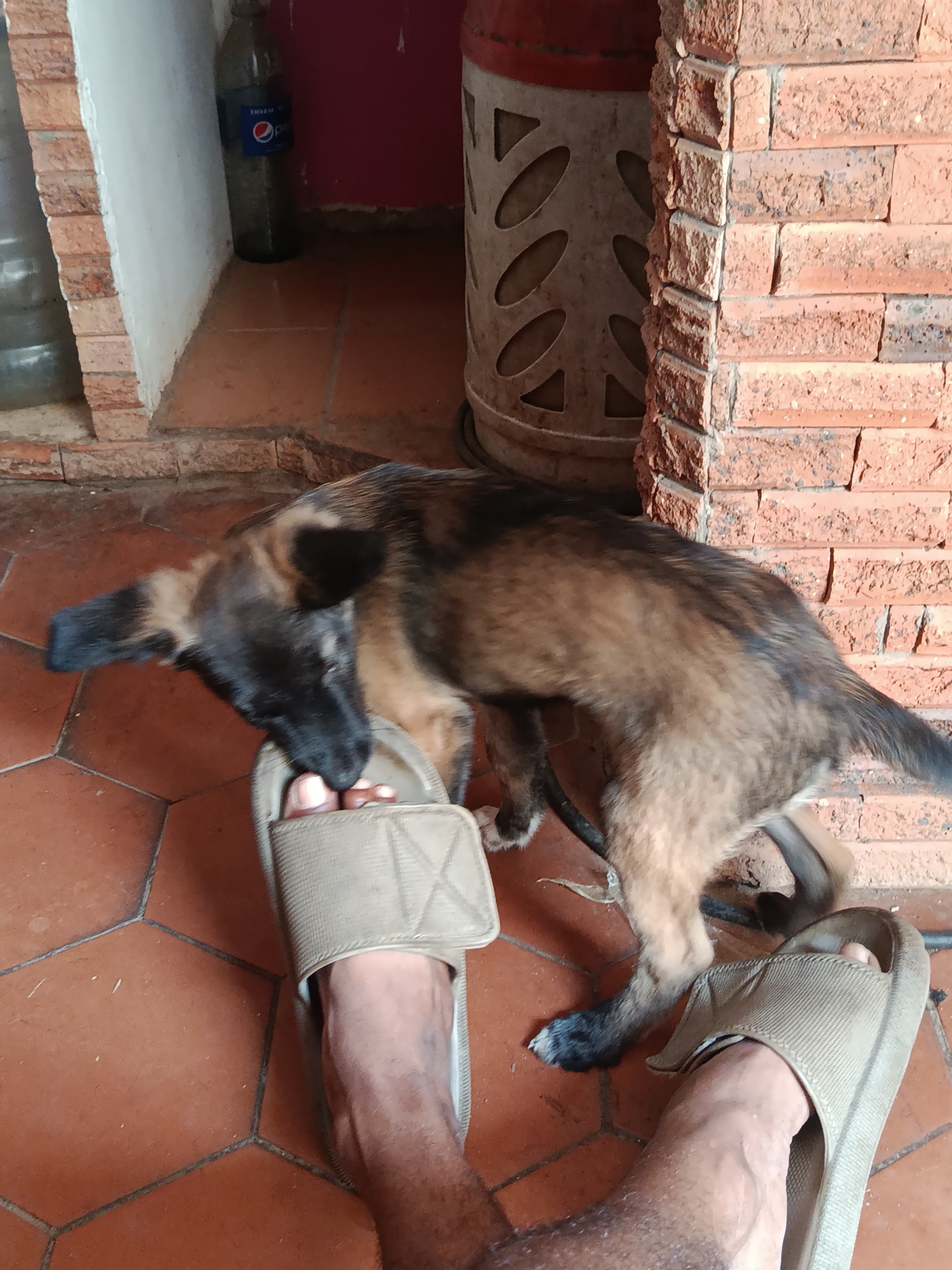 Puppy photographed playing indoors in Juan Griego, Venezuela