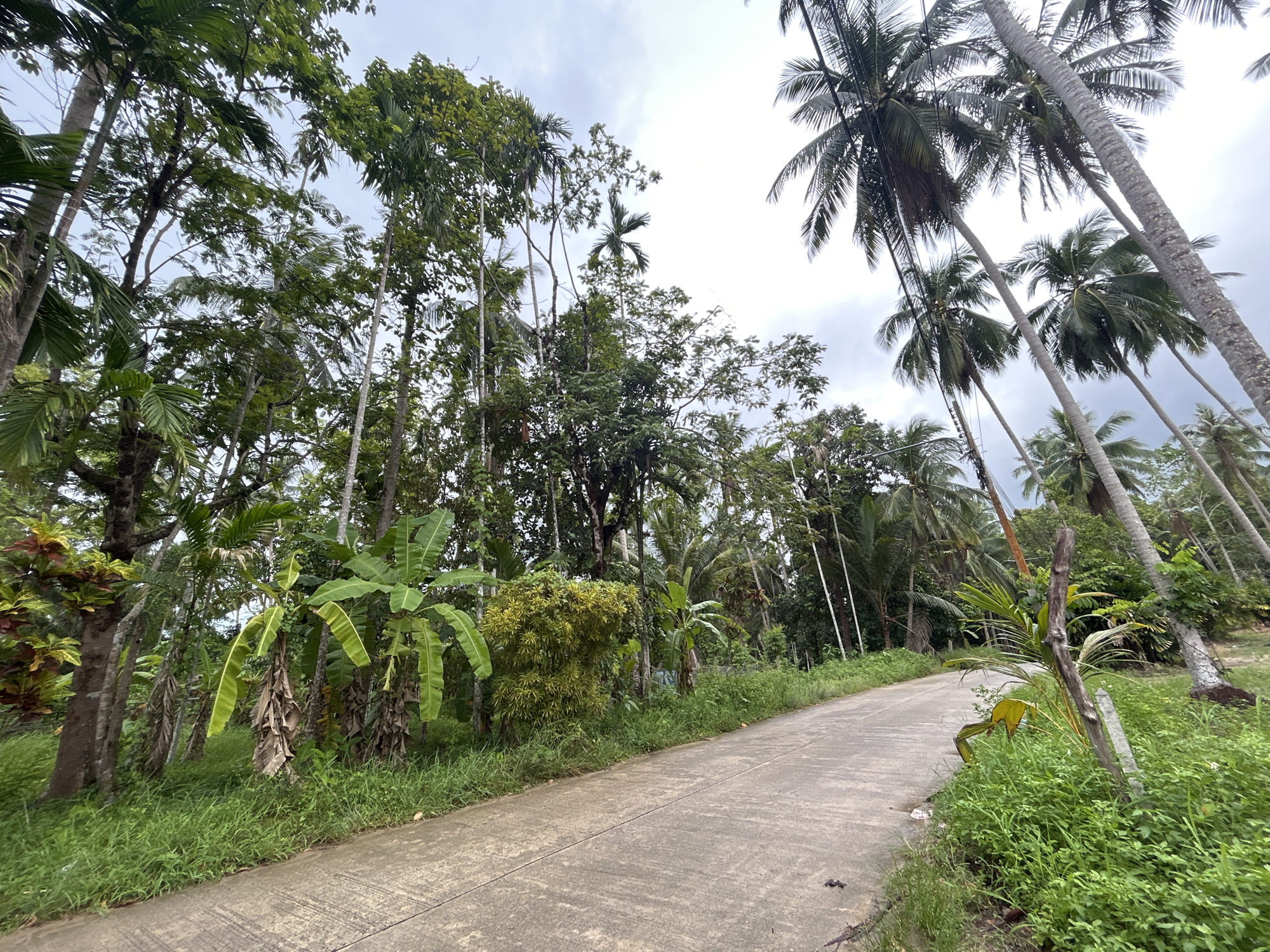 Morning drive through tropical Koh Phangan under cloudy skies