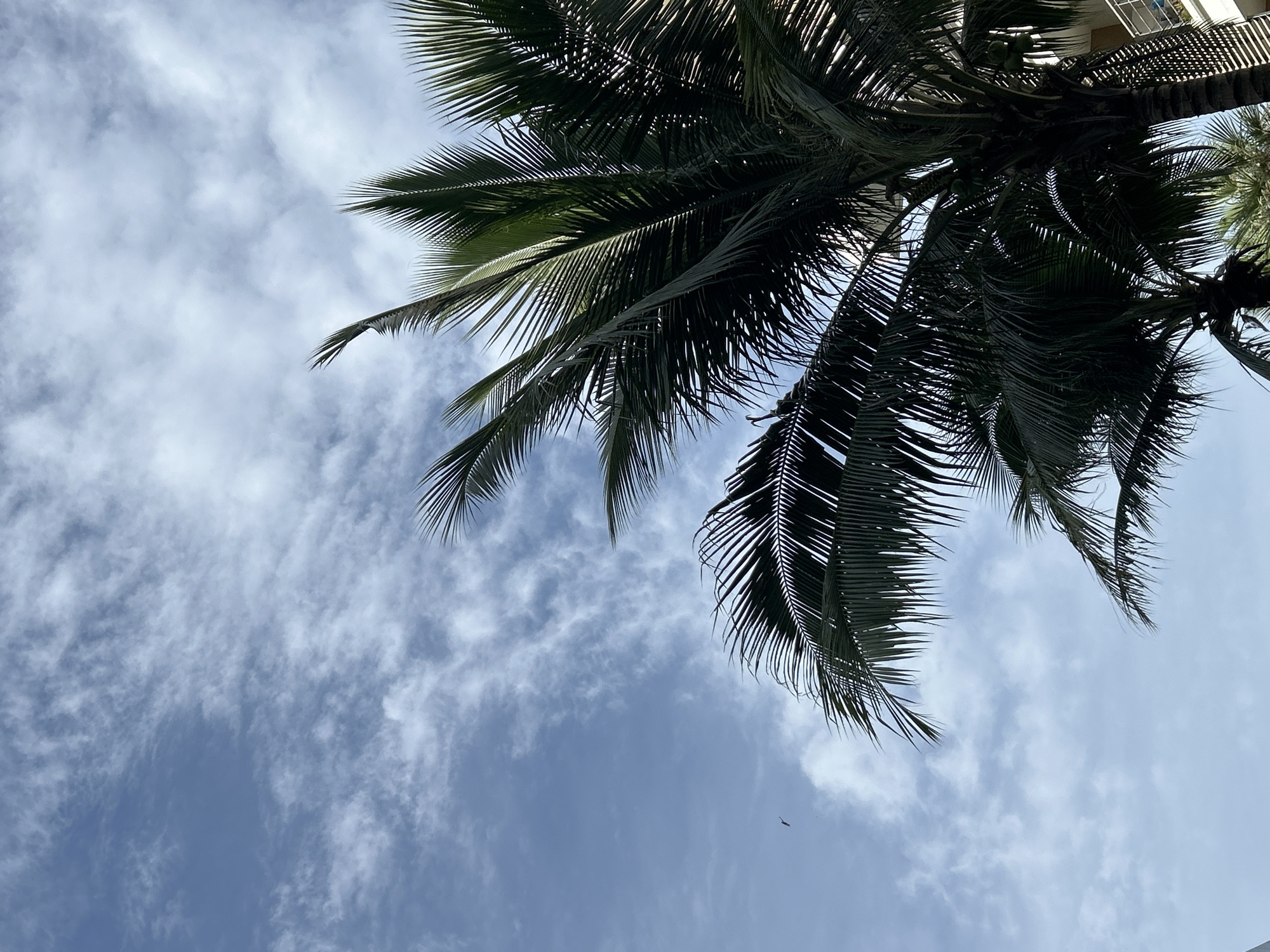 Morning yoga and tropical scenes documented in Phuket, Thailand