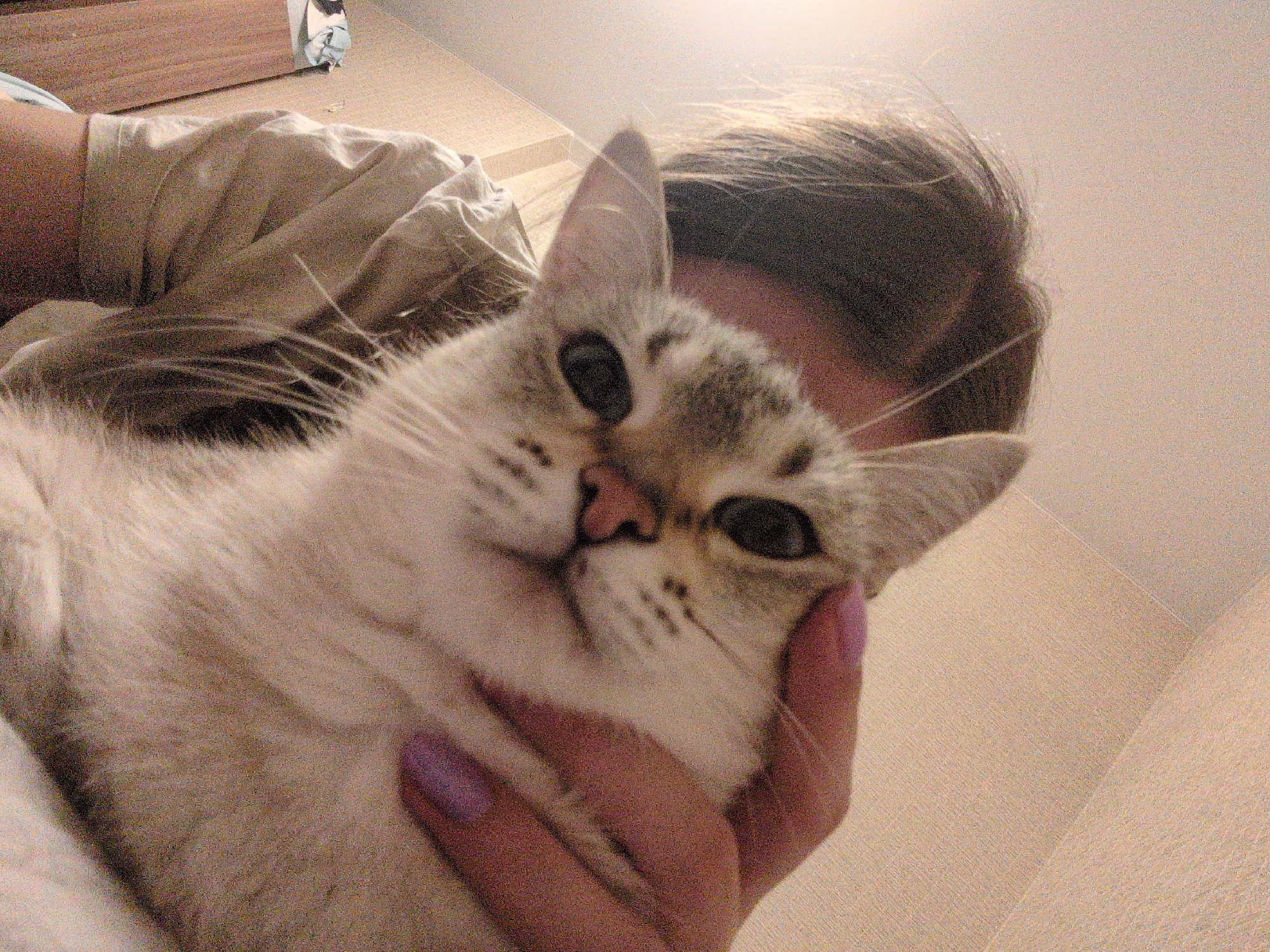 Quiet Evening: Cat and Basketball Game in Izhevsk Home