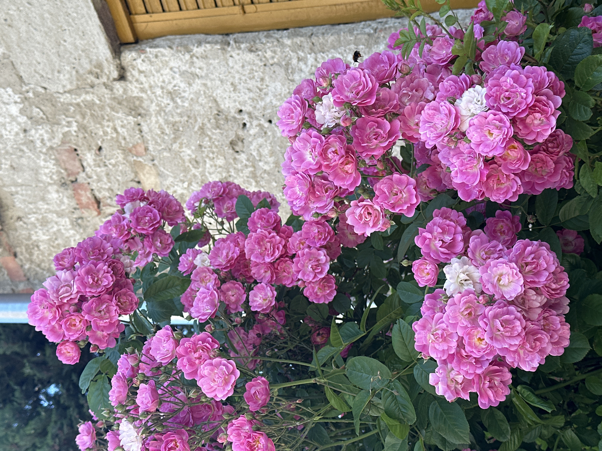 Morning flower gardens documented across Zagreb in 20-minute span