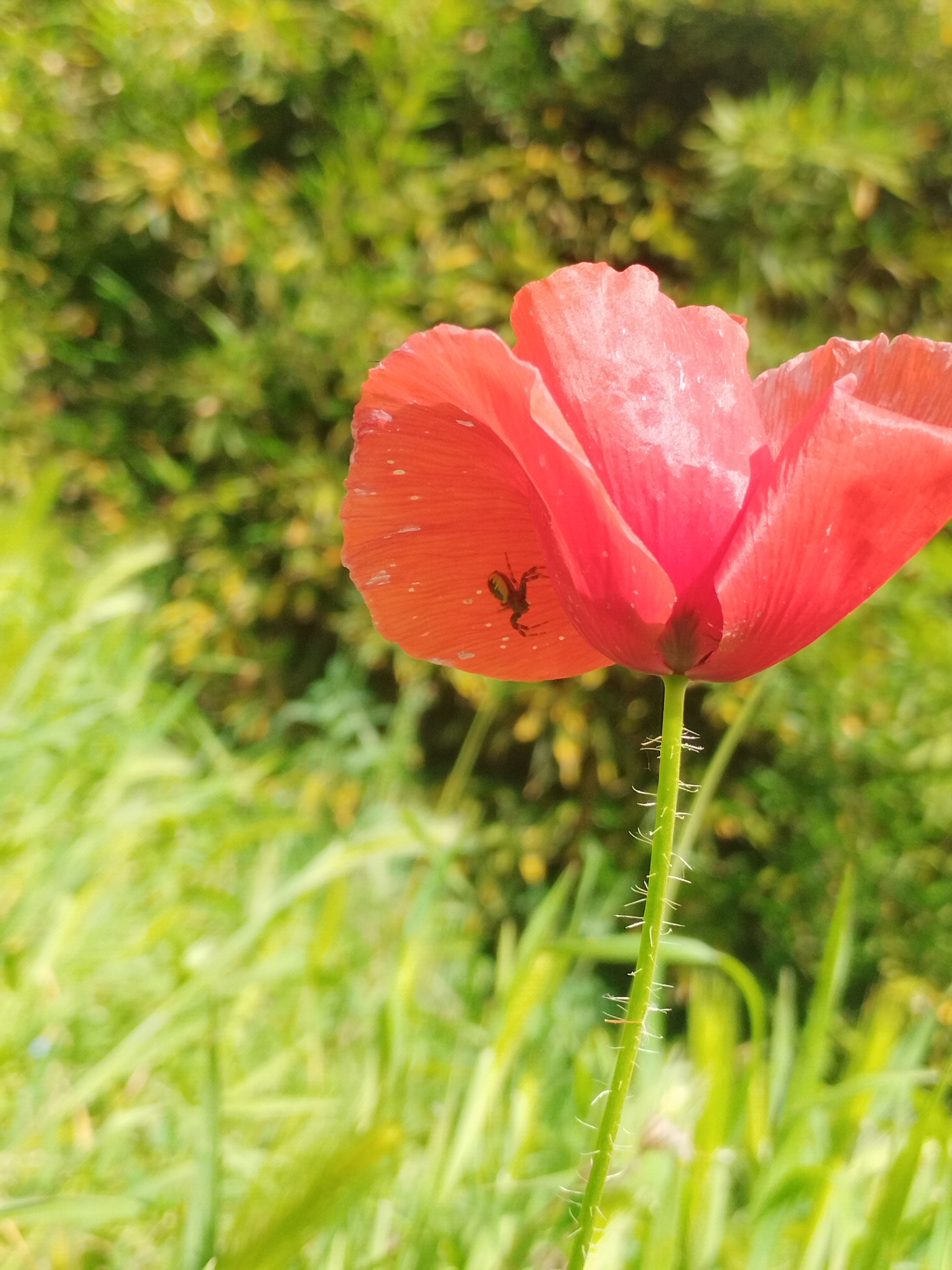 Morning walk documented through Rubí, Spain streets and nature