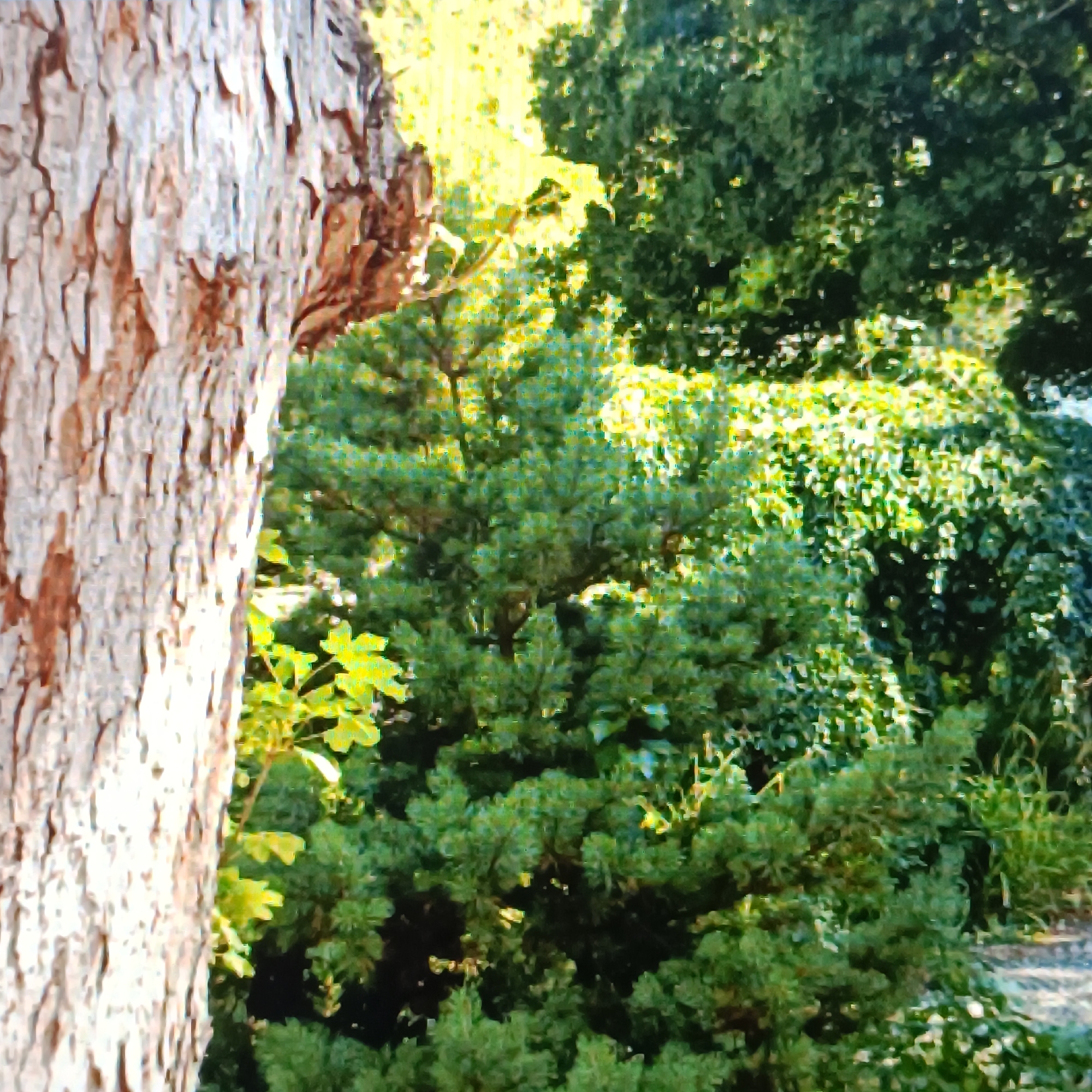 Strolling through a garden full of sculptures and ornaments