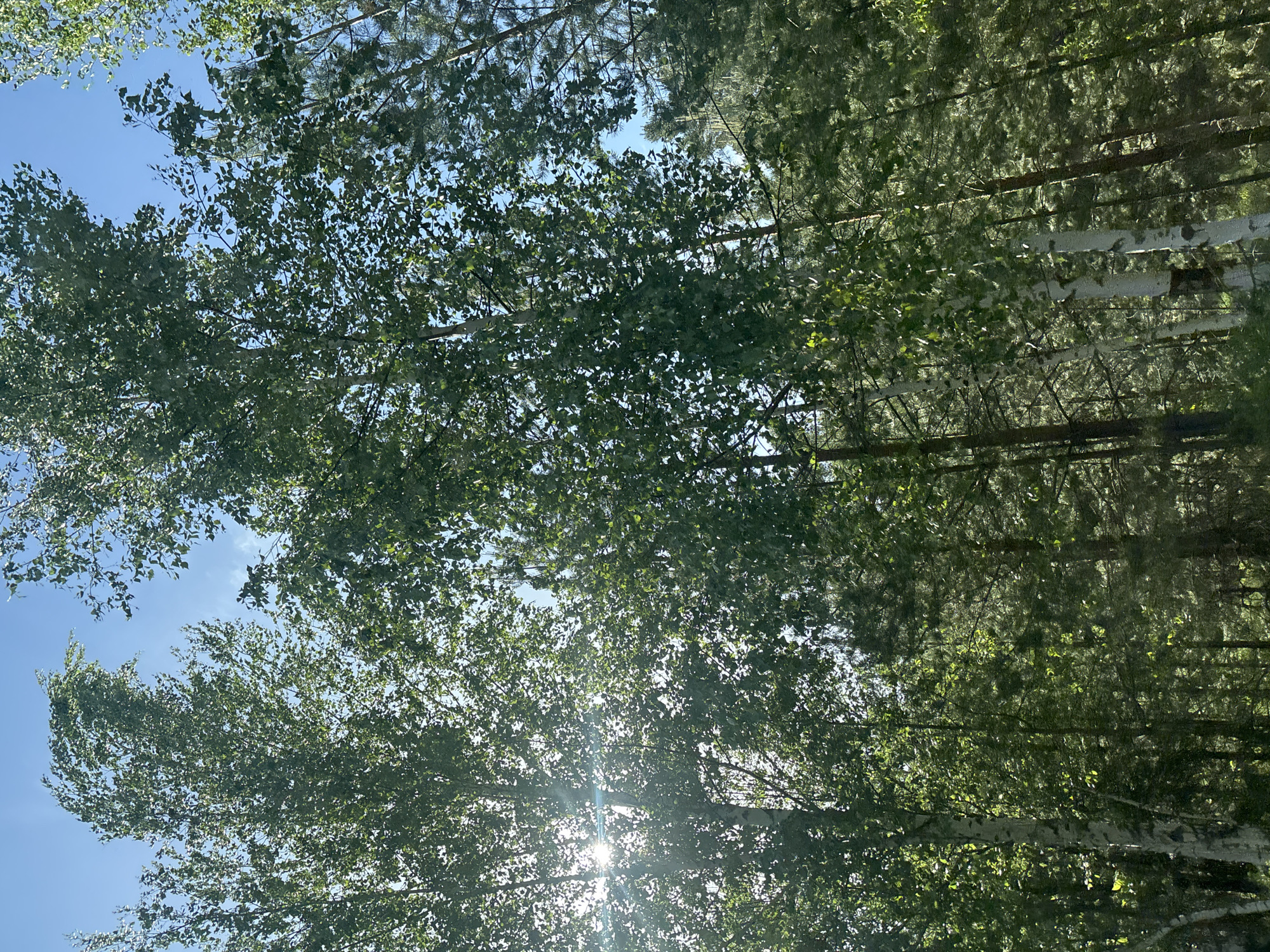 Woman documents scenic car journey through tree-lined route