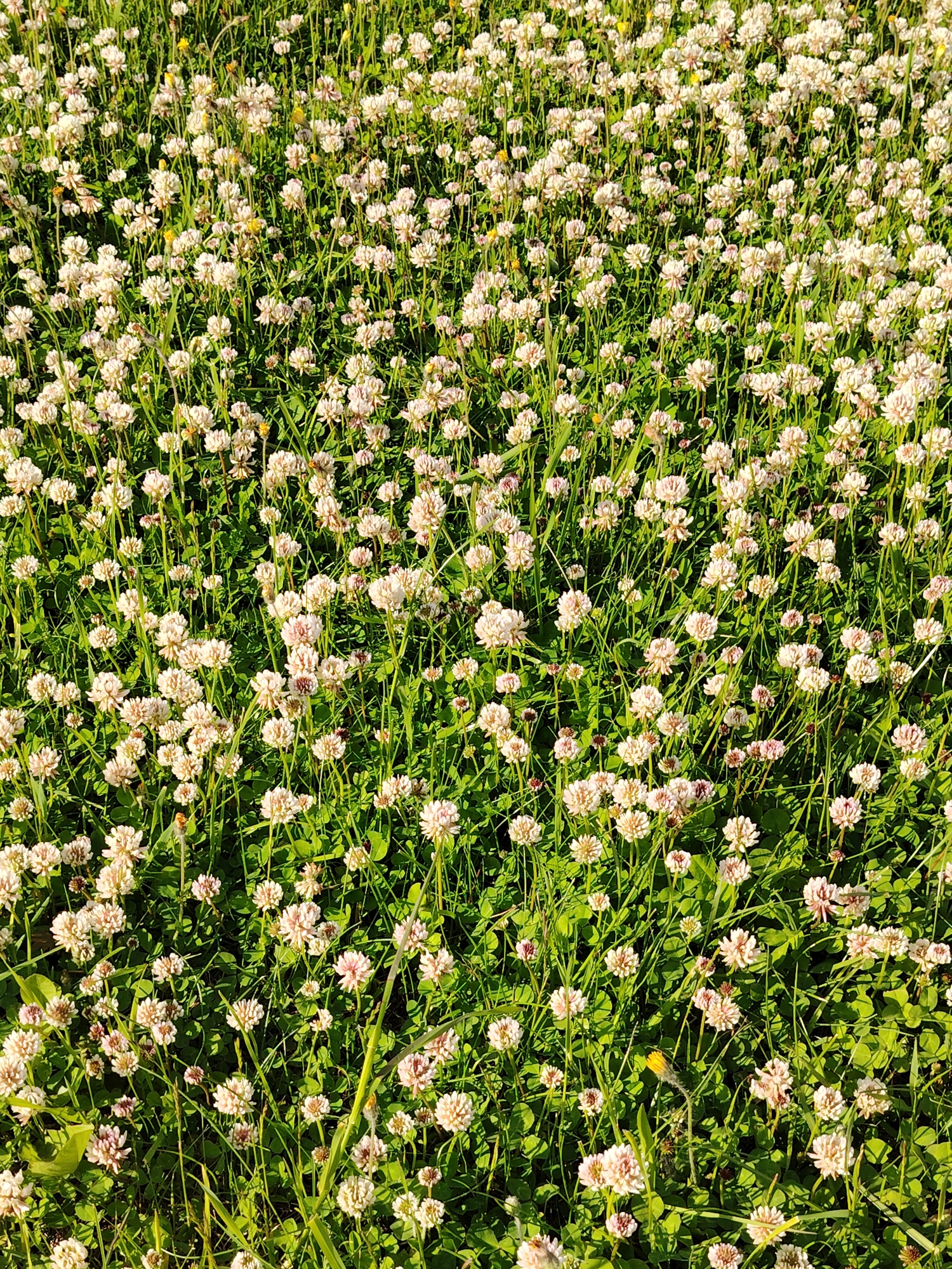 Witness documents flowering gardens, fences in Belarus village
