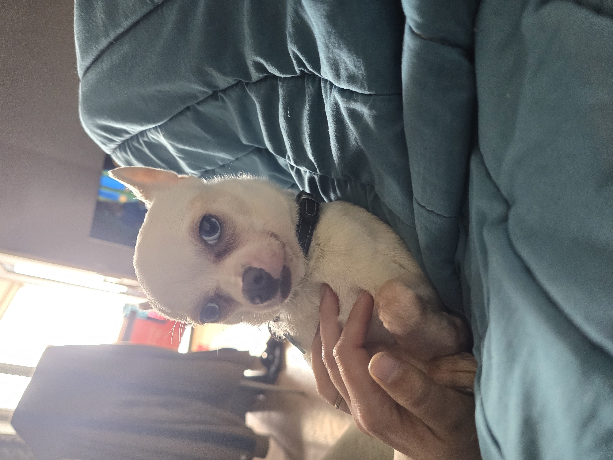 Small Chihuahua photographed being held indoors in Hem, France